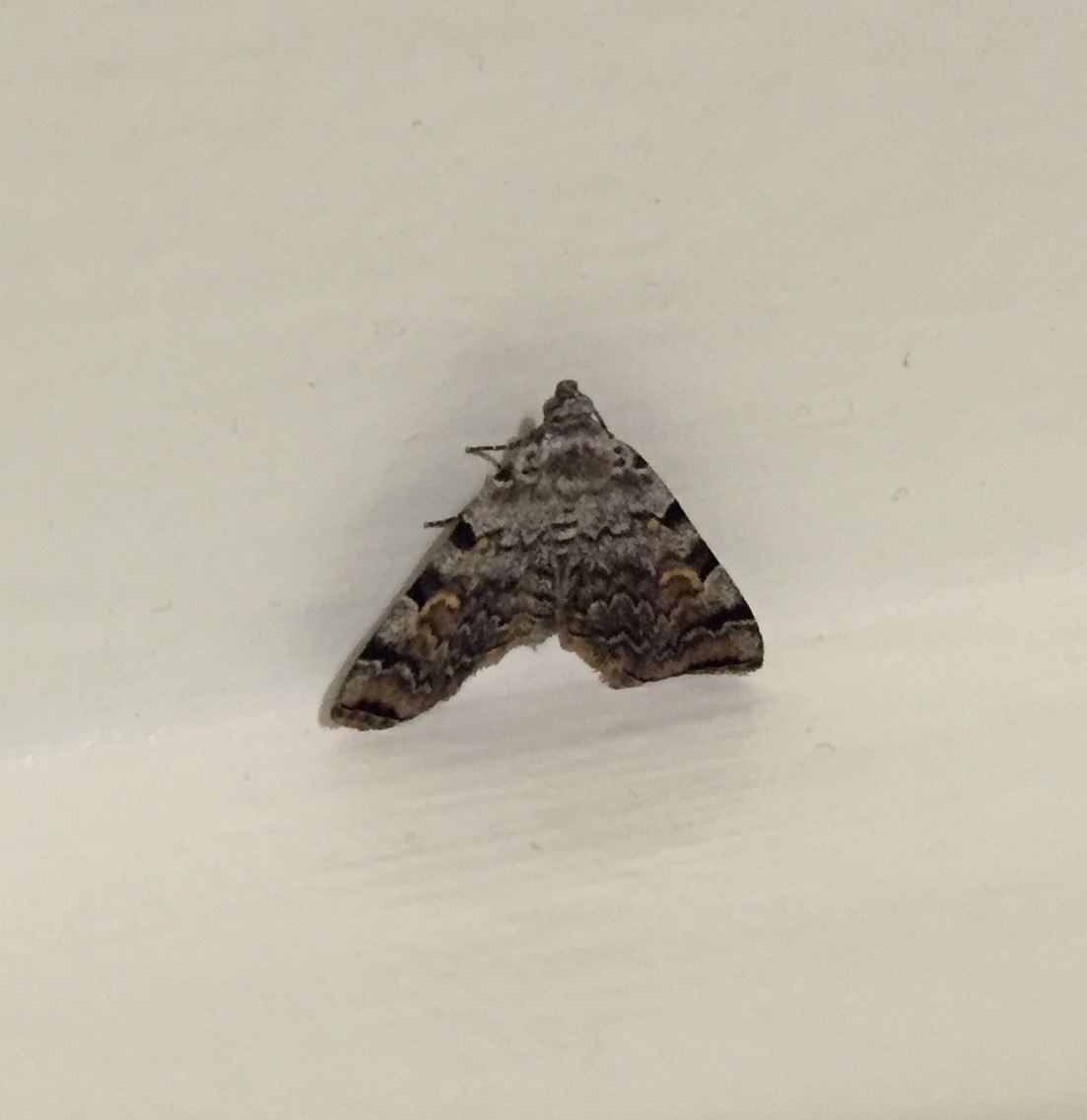 Small Gray Brown Moths #298654 - Ask Extension