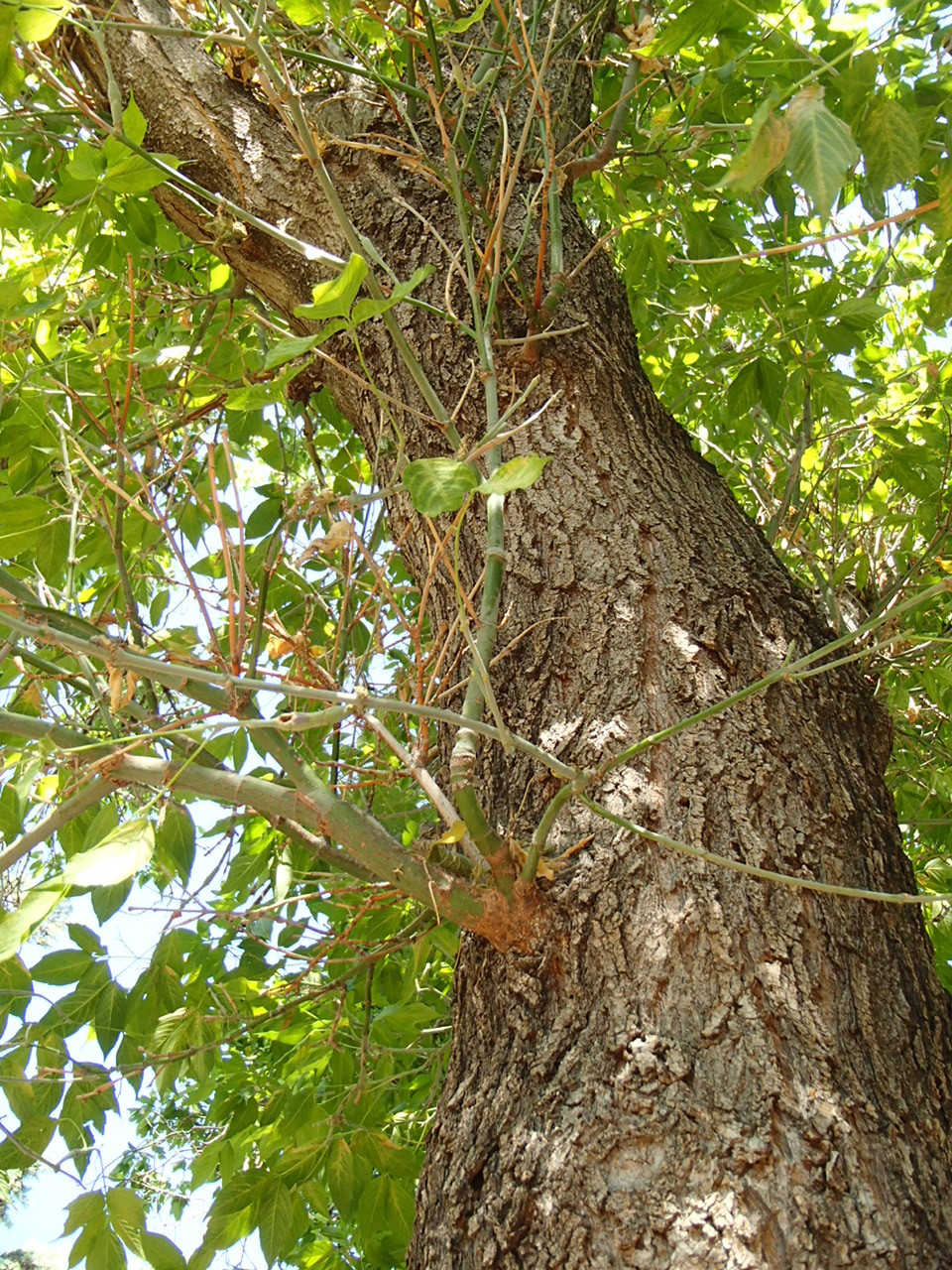 White Ash Tree Losing Spring Leaves #335242 - Ask Extension