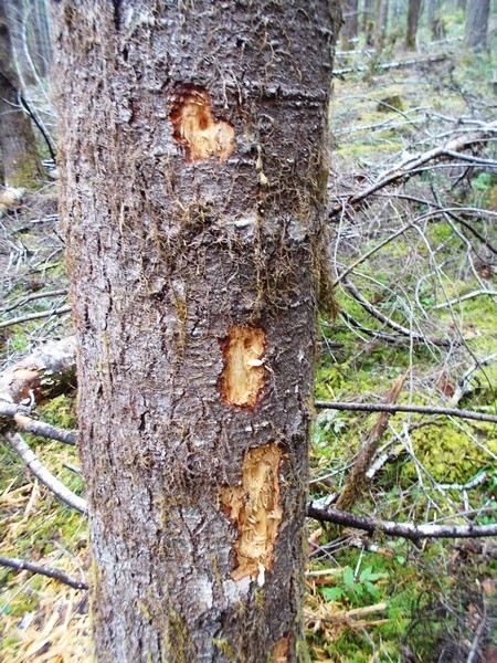 Strange scratch marks on dead fir trees #312671 - Ask Extension