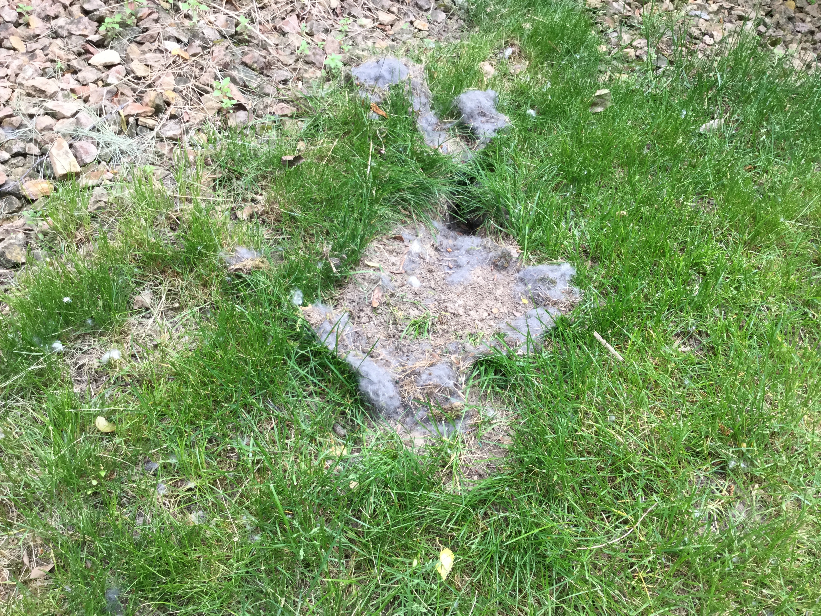 What to do with dead rabbit in yard