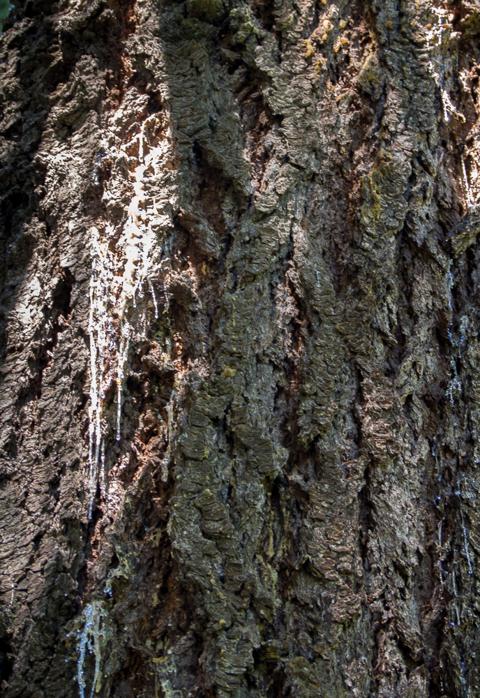 Sap dripping from trunk of a Douglas fir tree 337091 Ask Extension