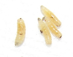 Fungus gnat larvae or seed corn maggots? #321370 - Ask Extension