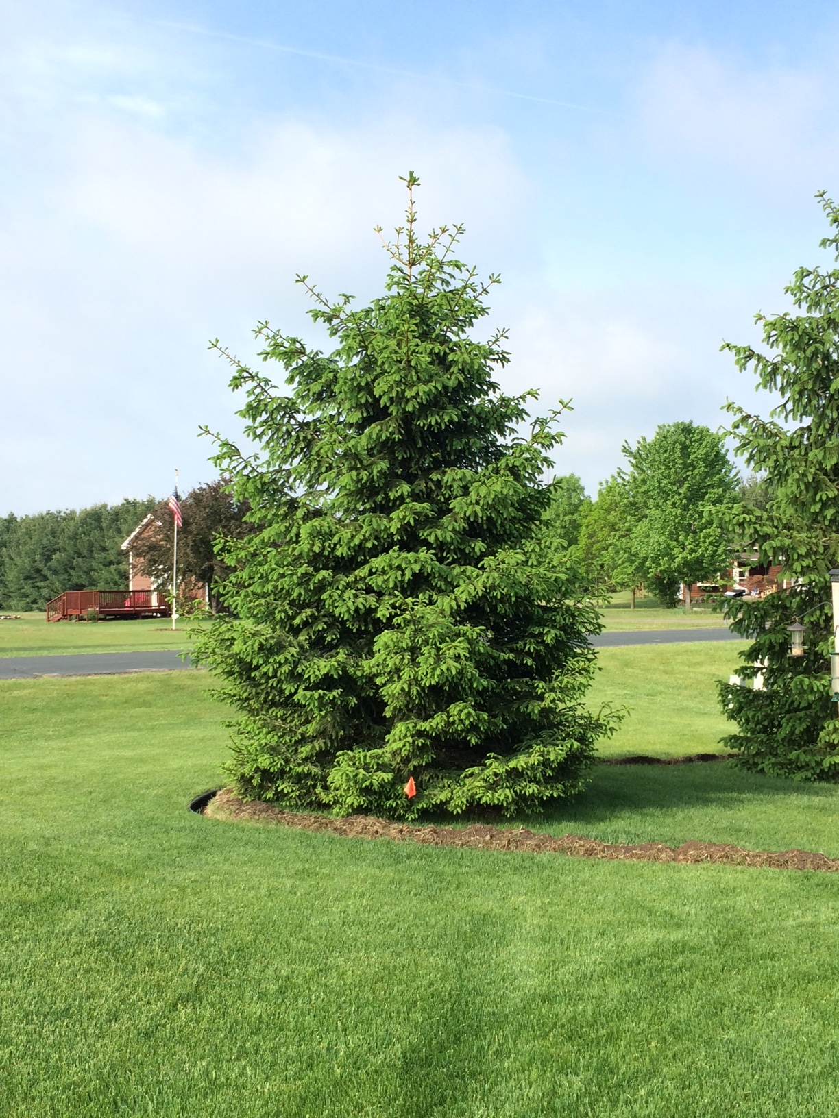 trimming-spruce-trees-324583-ask-extension