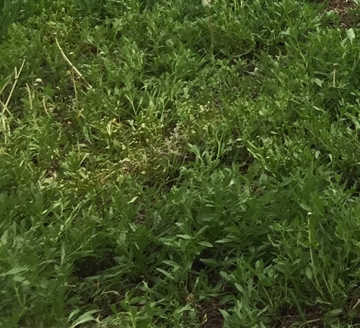 Weed taking over yard #324667 - Ask Extension