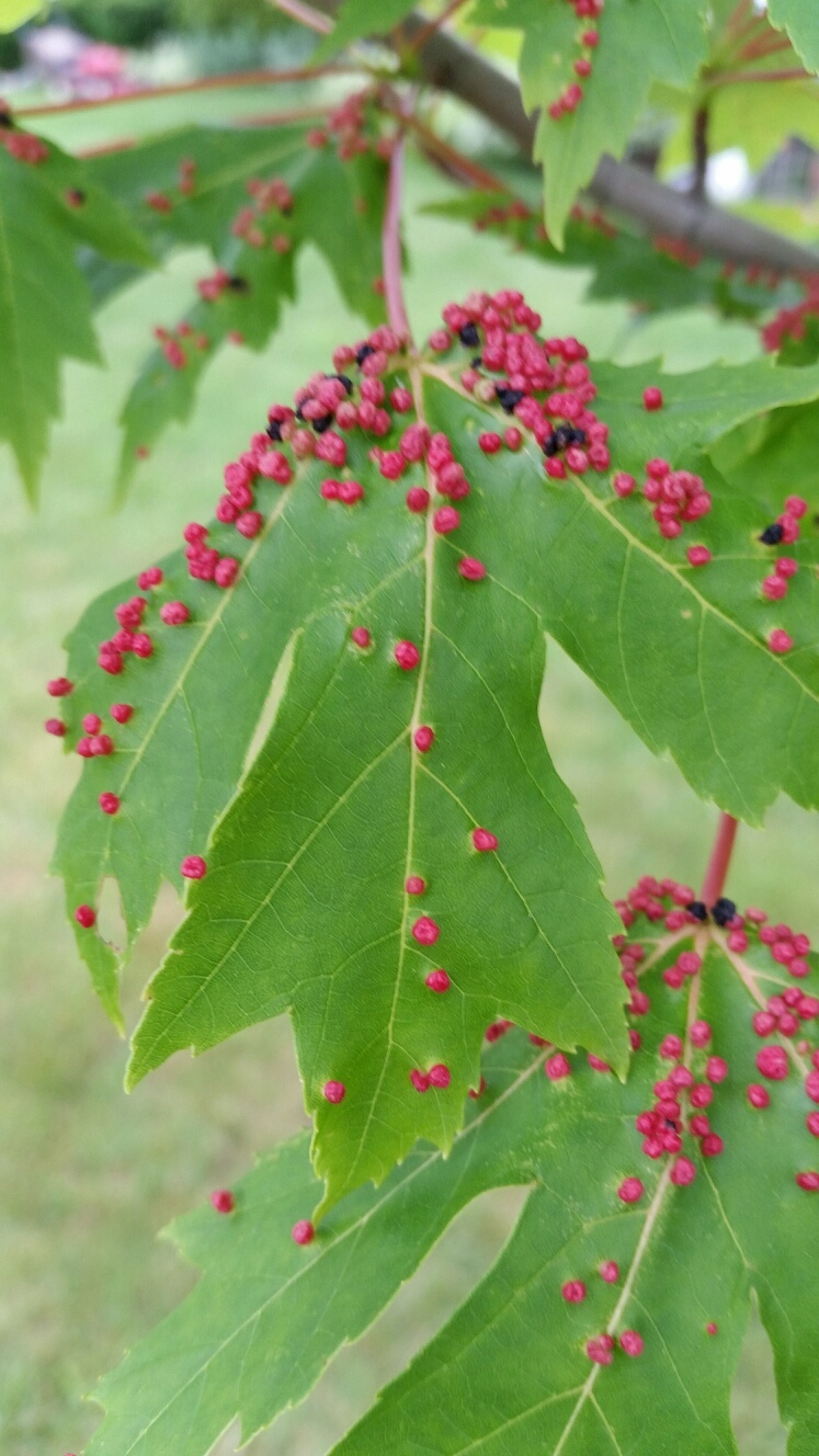 Red Spots On Maple Tree Leaves 9762