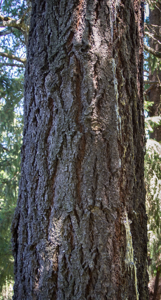 Sap dripping from trunk of a Douglas fir tree #337091 - Ask Extension