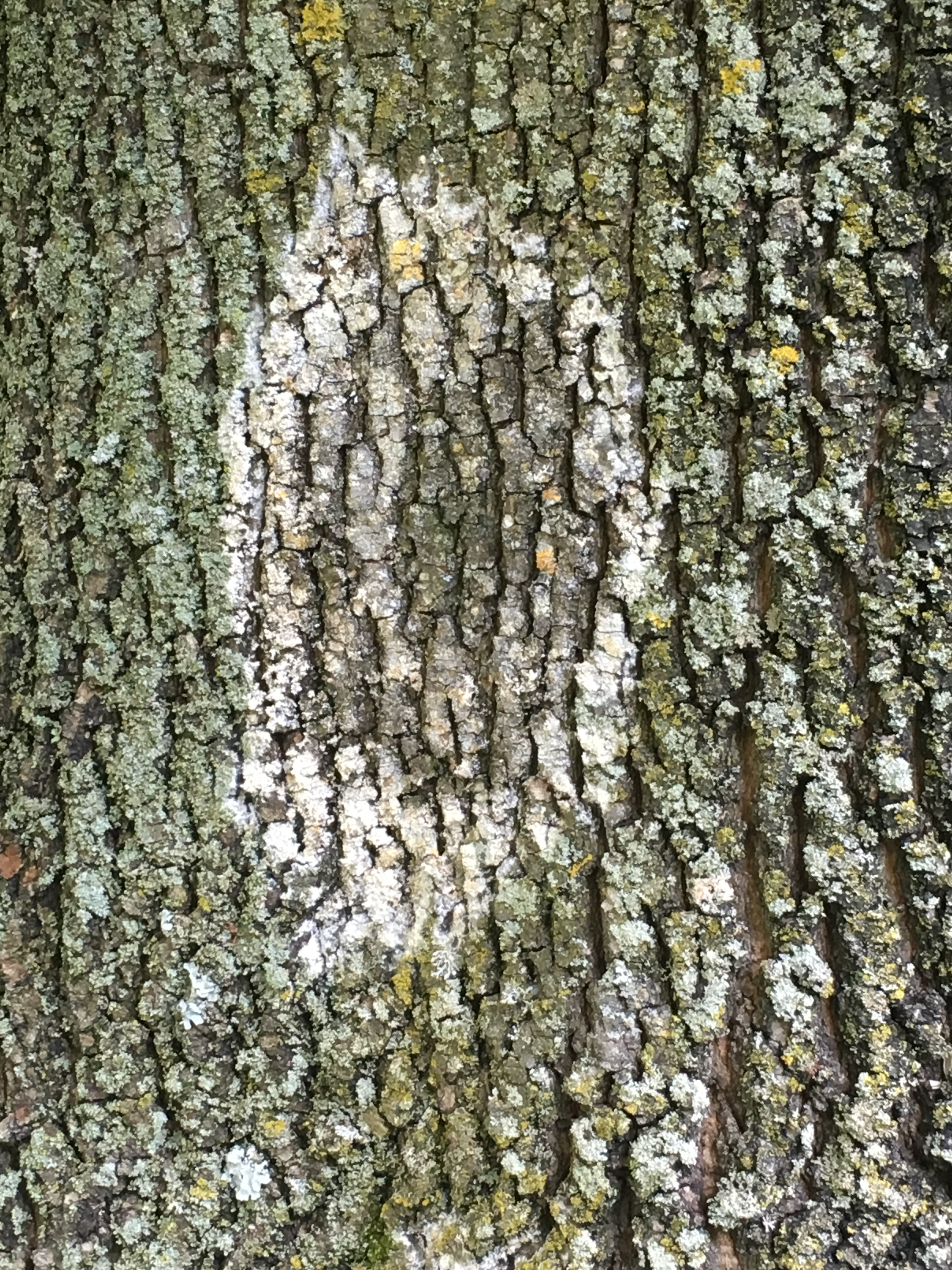 White Rings On Trunk Of Maple Tree Ask Extension