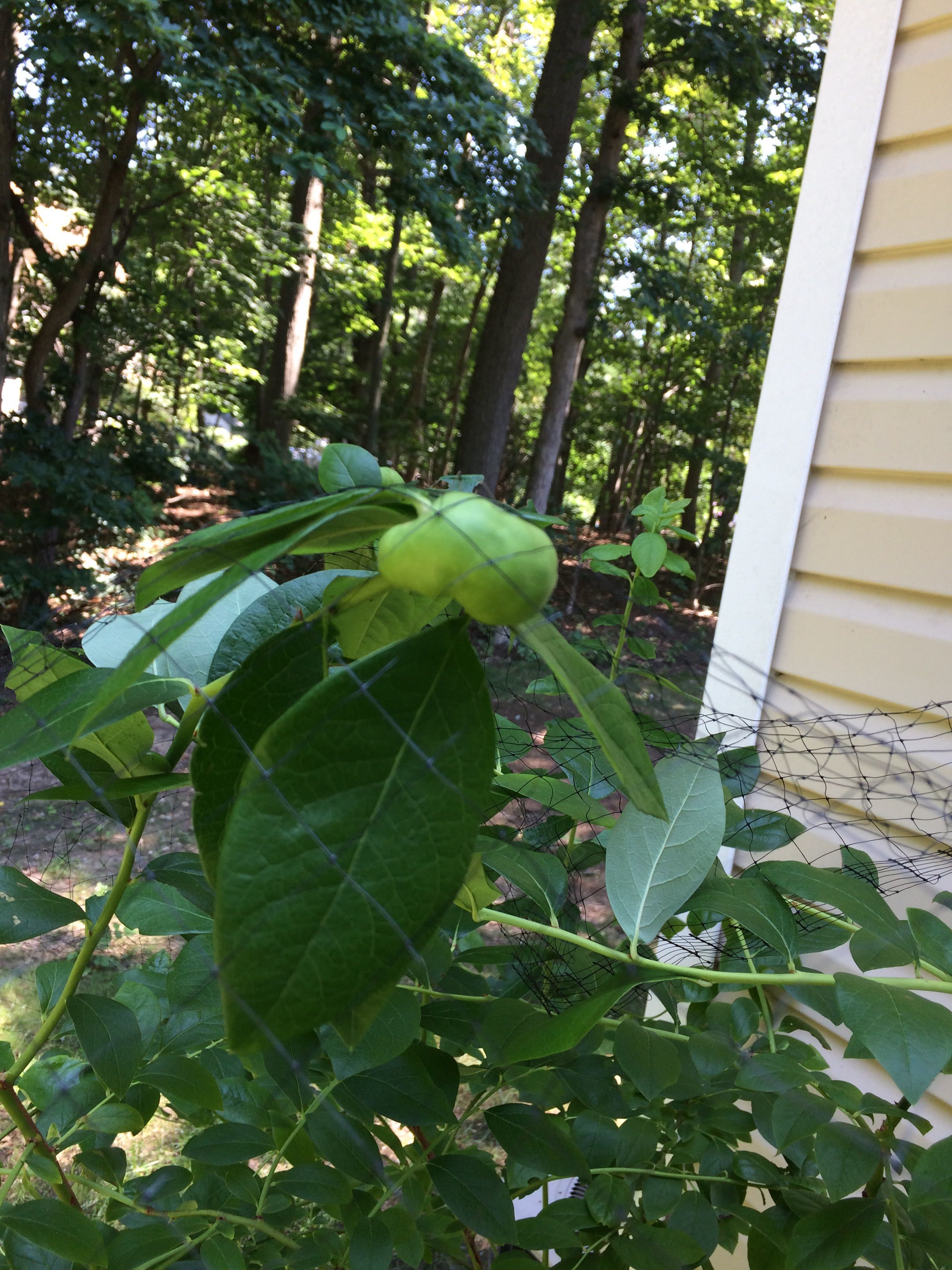 blue berries falling off plump but unripe Plus unusually large number ...