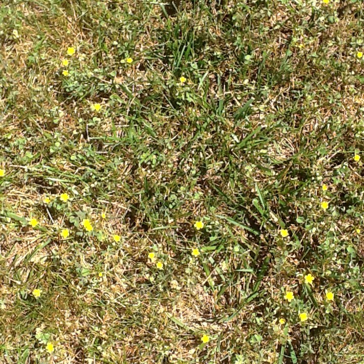 Yellow Flowering Weed In My Grass 406222 Ask Extension