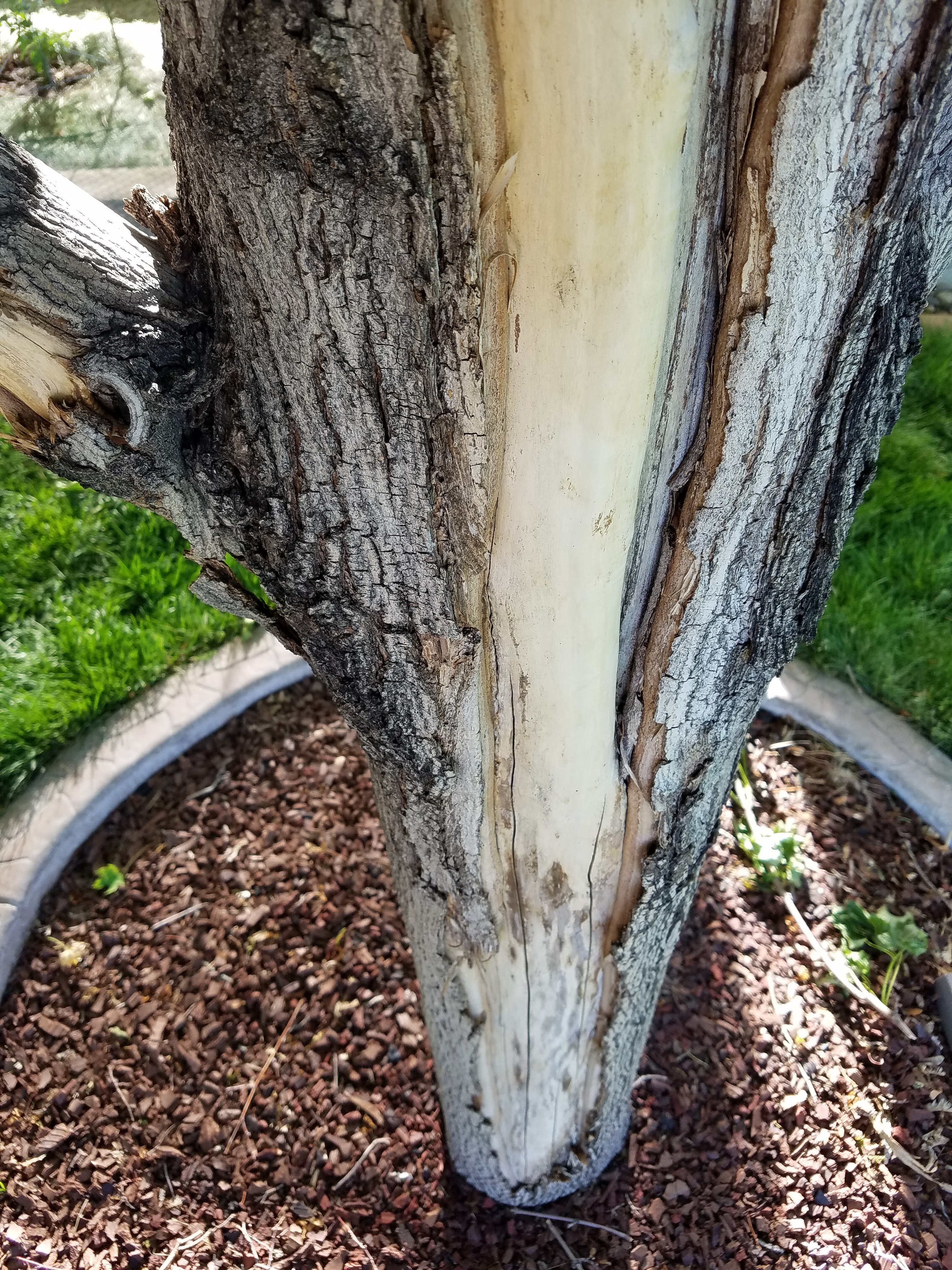 Norway Maples Losing Bark On Trunks And Some Branches And Having Some Dead Branches Ask Extension