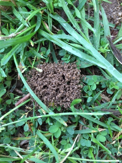 insect mounds #396021 - Ask Extension