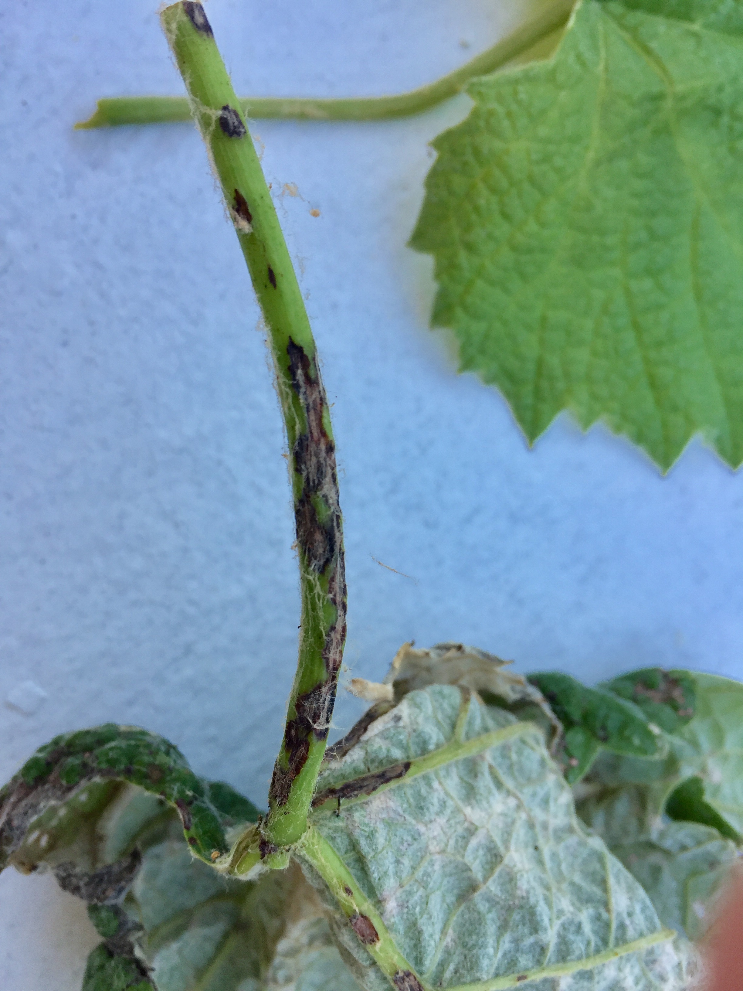 Black mold (?) on grape vines #405783 - Ask Extension