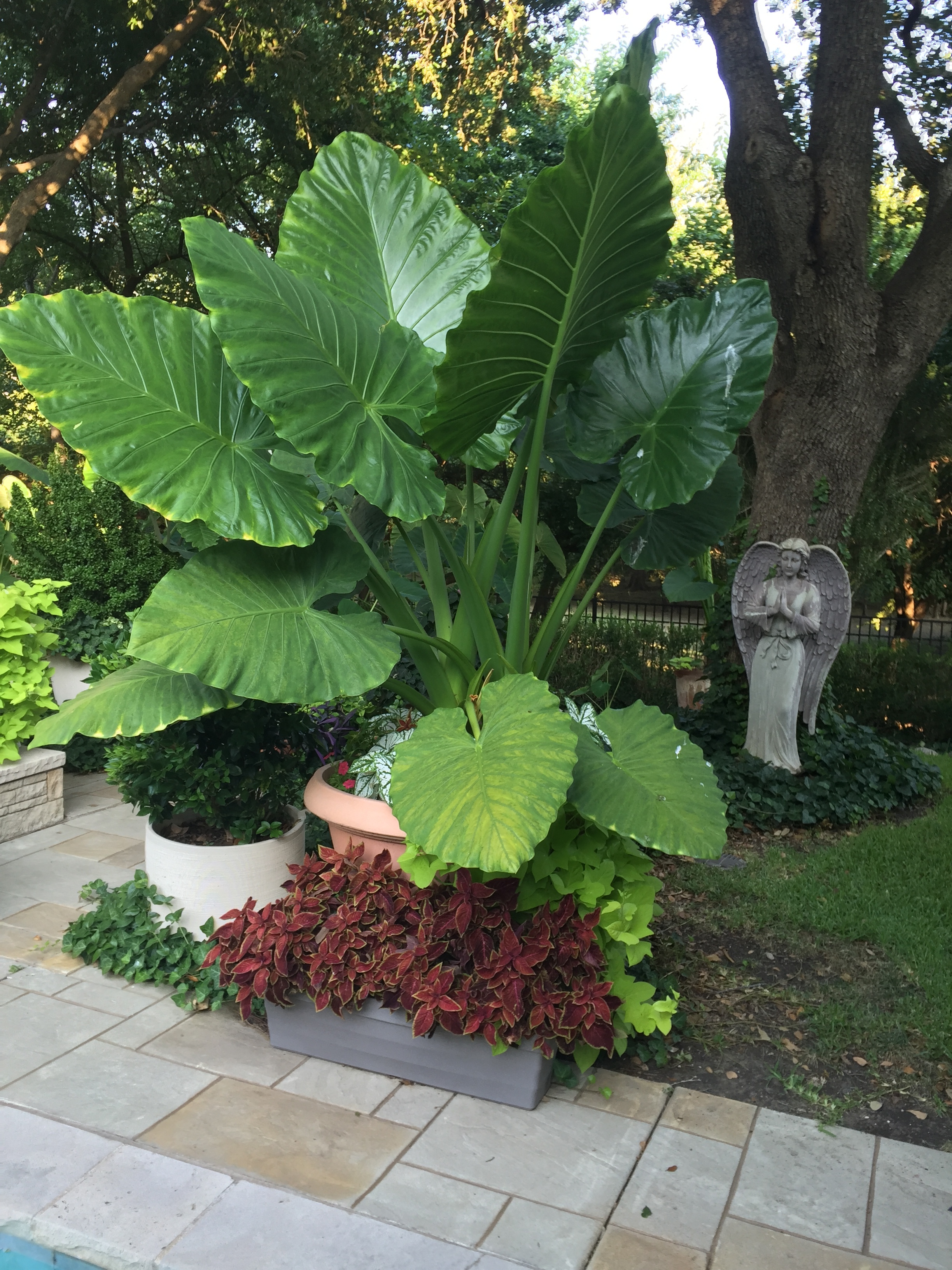 Long Trunk On Upright Elephant Ears 426013 Ask Extension