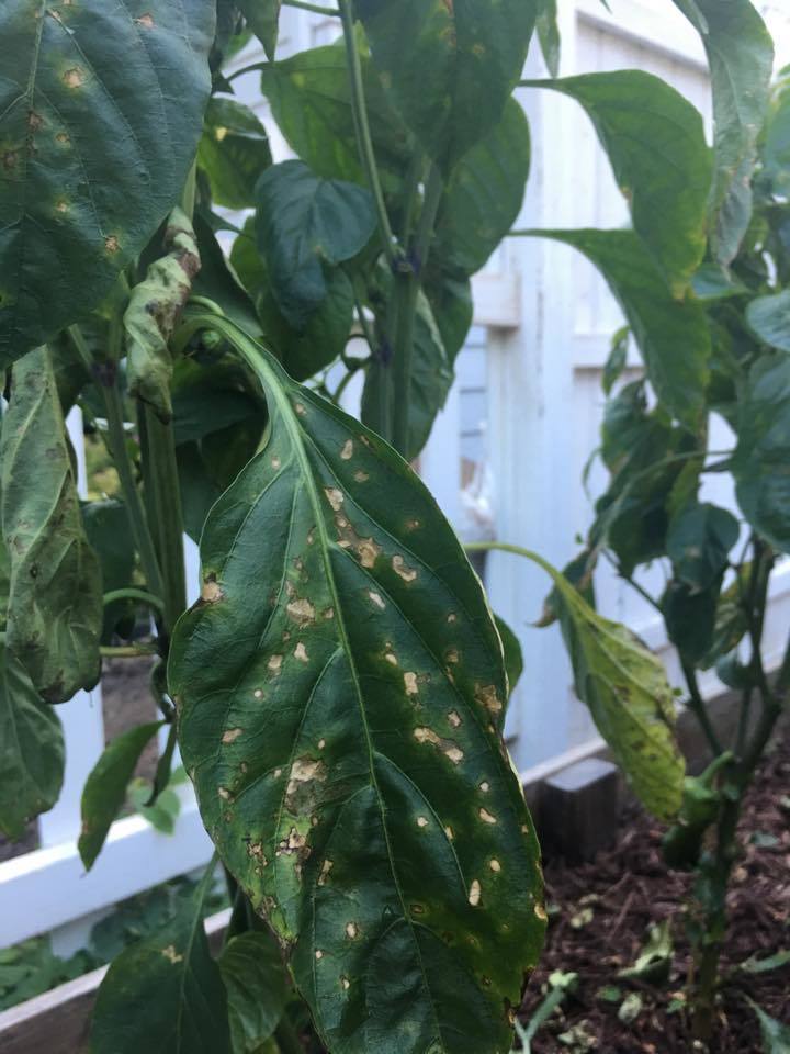 Bacterial Leaf Spot On Peppers #418216 - Ask Extension