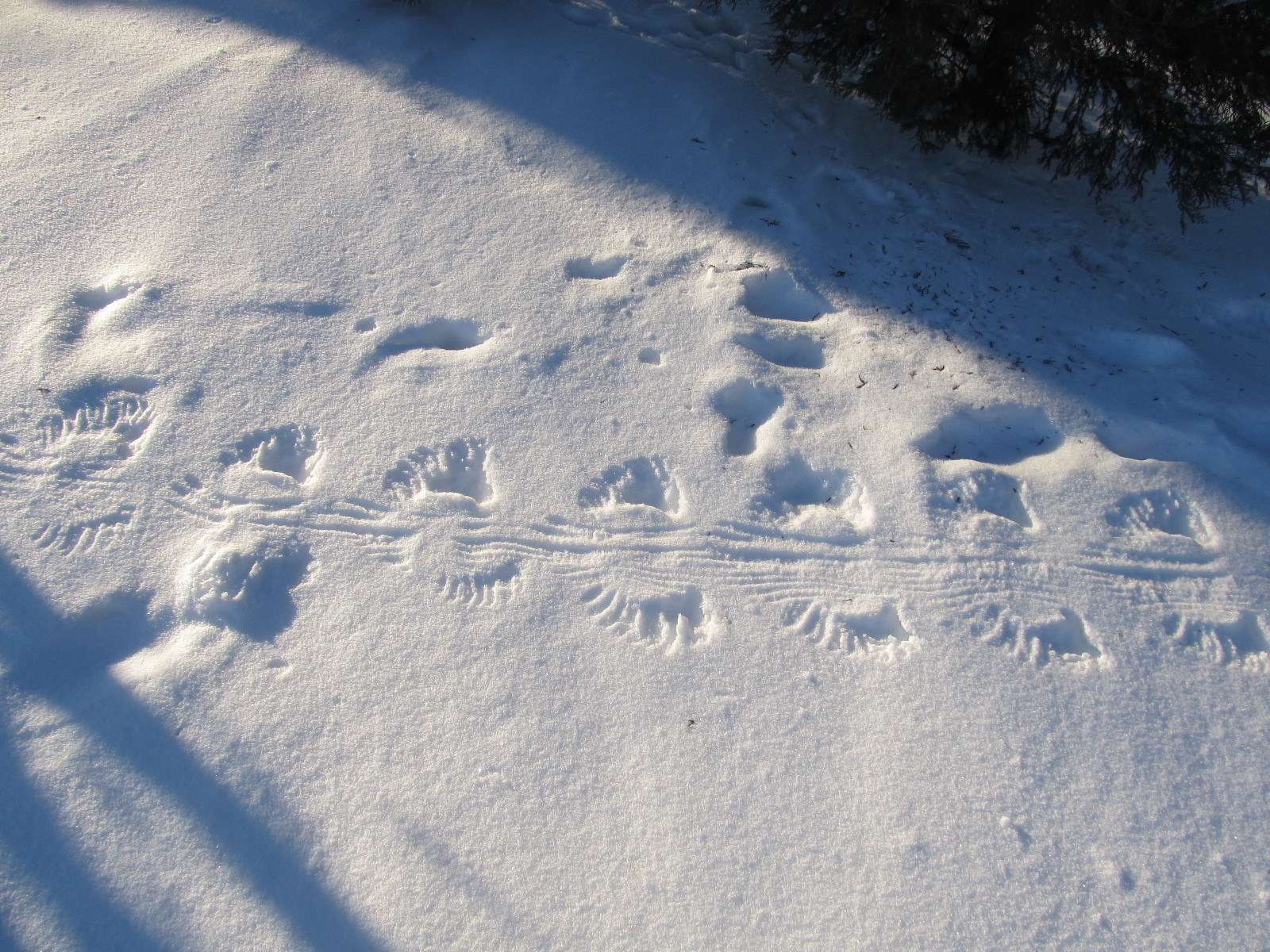 Следы 11 5. Следы животных на снегу. Отпечатки животных на снегу. Мышиные следы на снегу. Следы мыши на снегу.