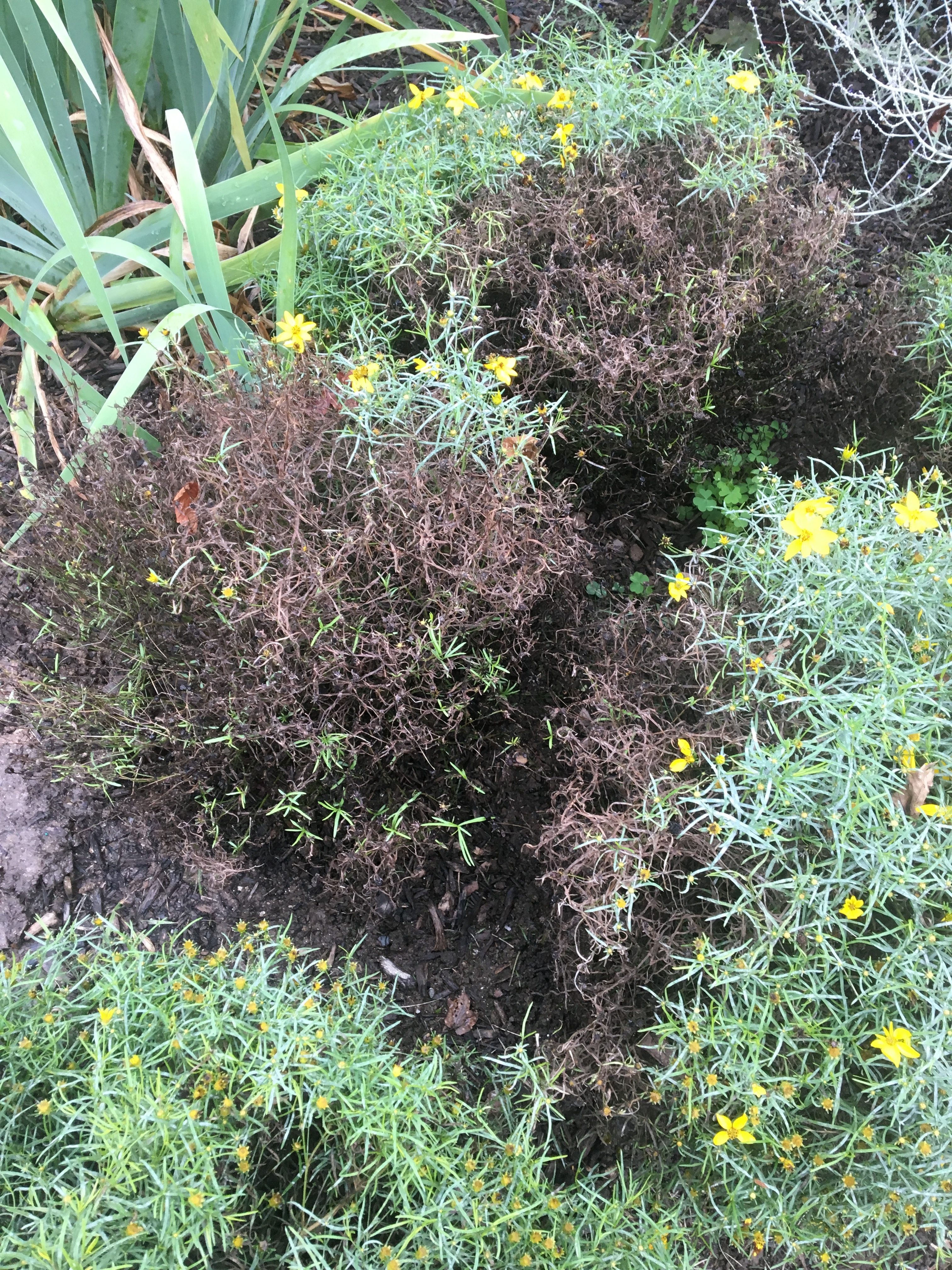 Coreopsis Turning Brown 425226 Ask Extension