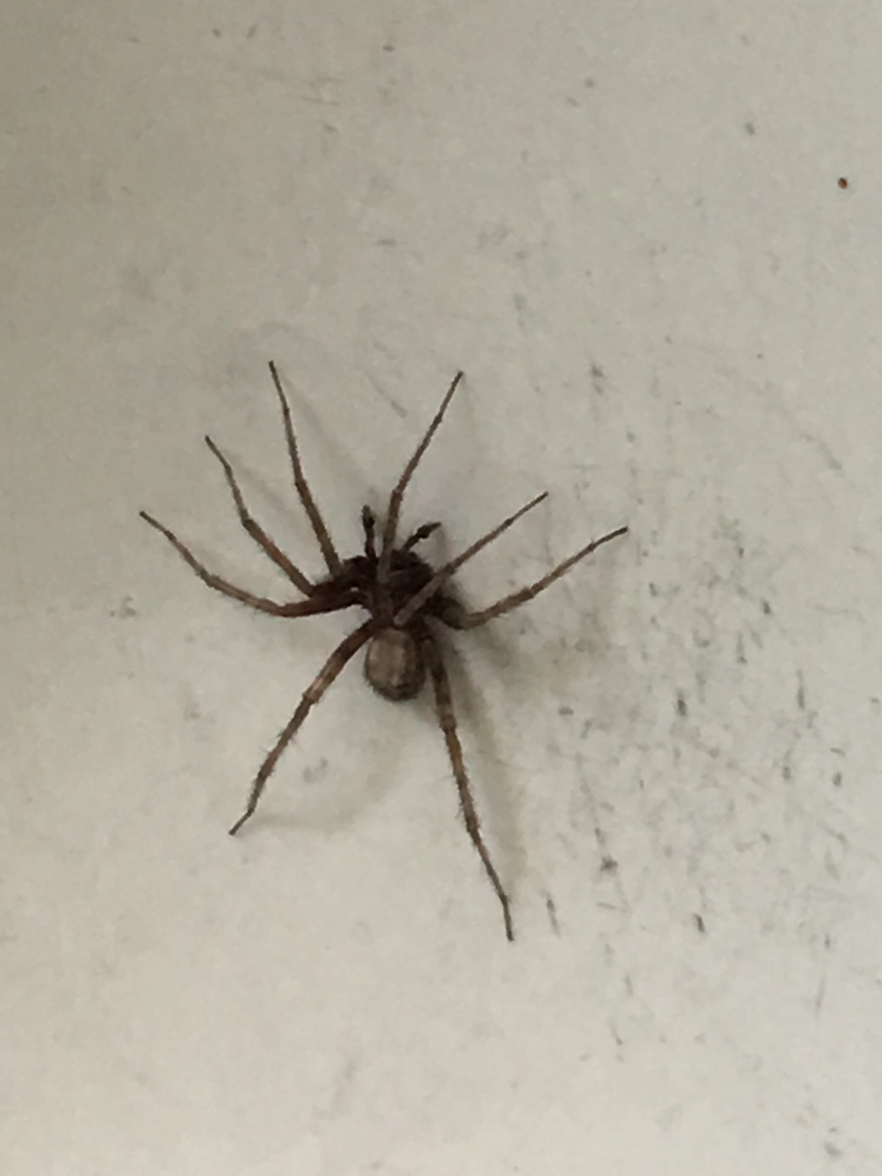 Is this a brown recluse. #415319 - Ask Extension