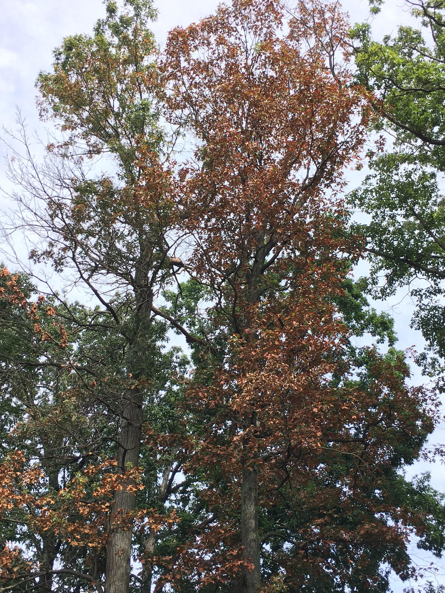 Live Oak Tree Leaves Turning Brown In Winter Nigel Antoine