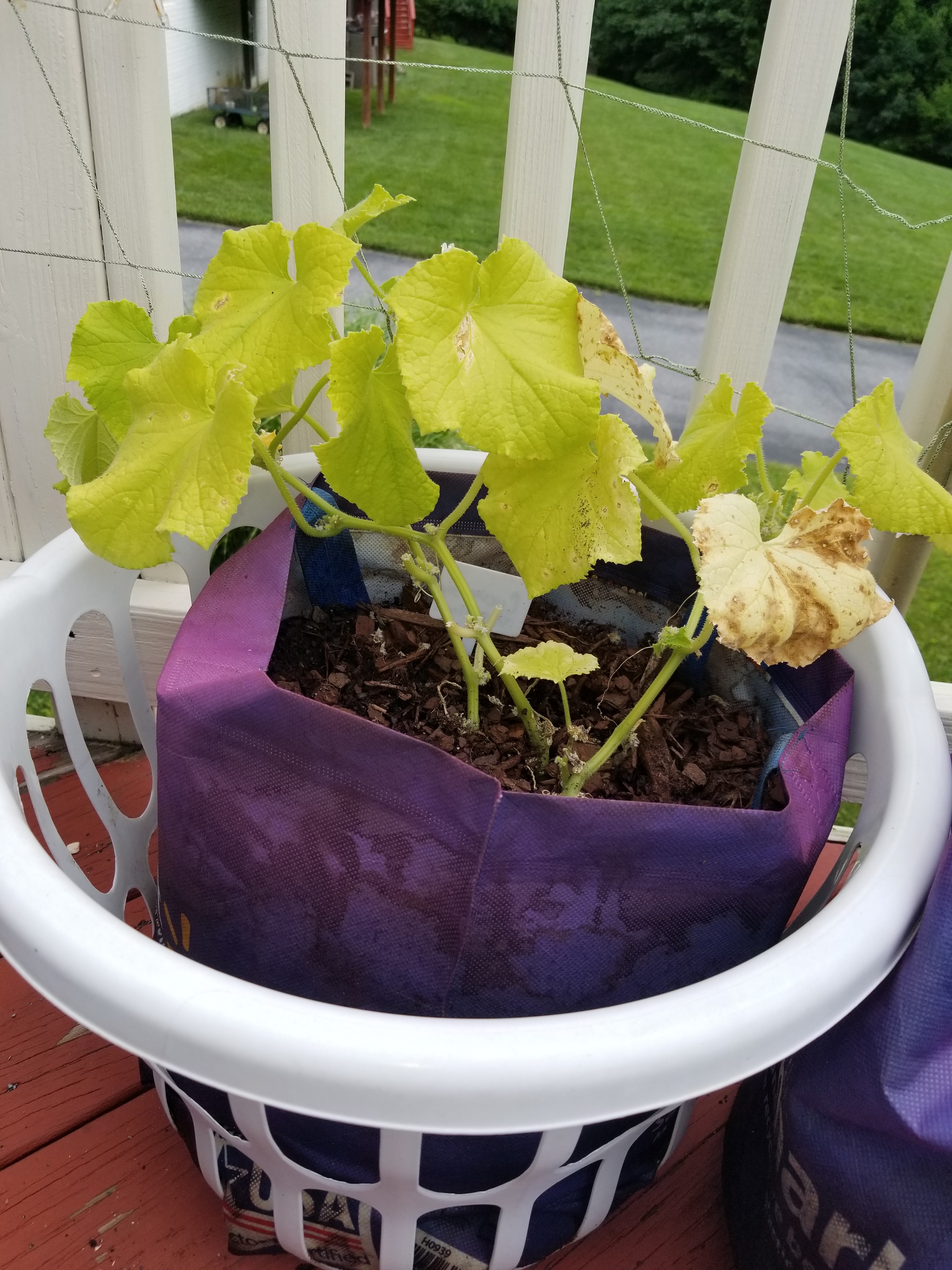 Light Green Leaves On Cucumber Plant 462984 Ask Extension