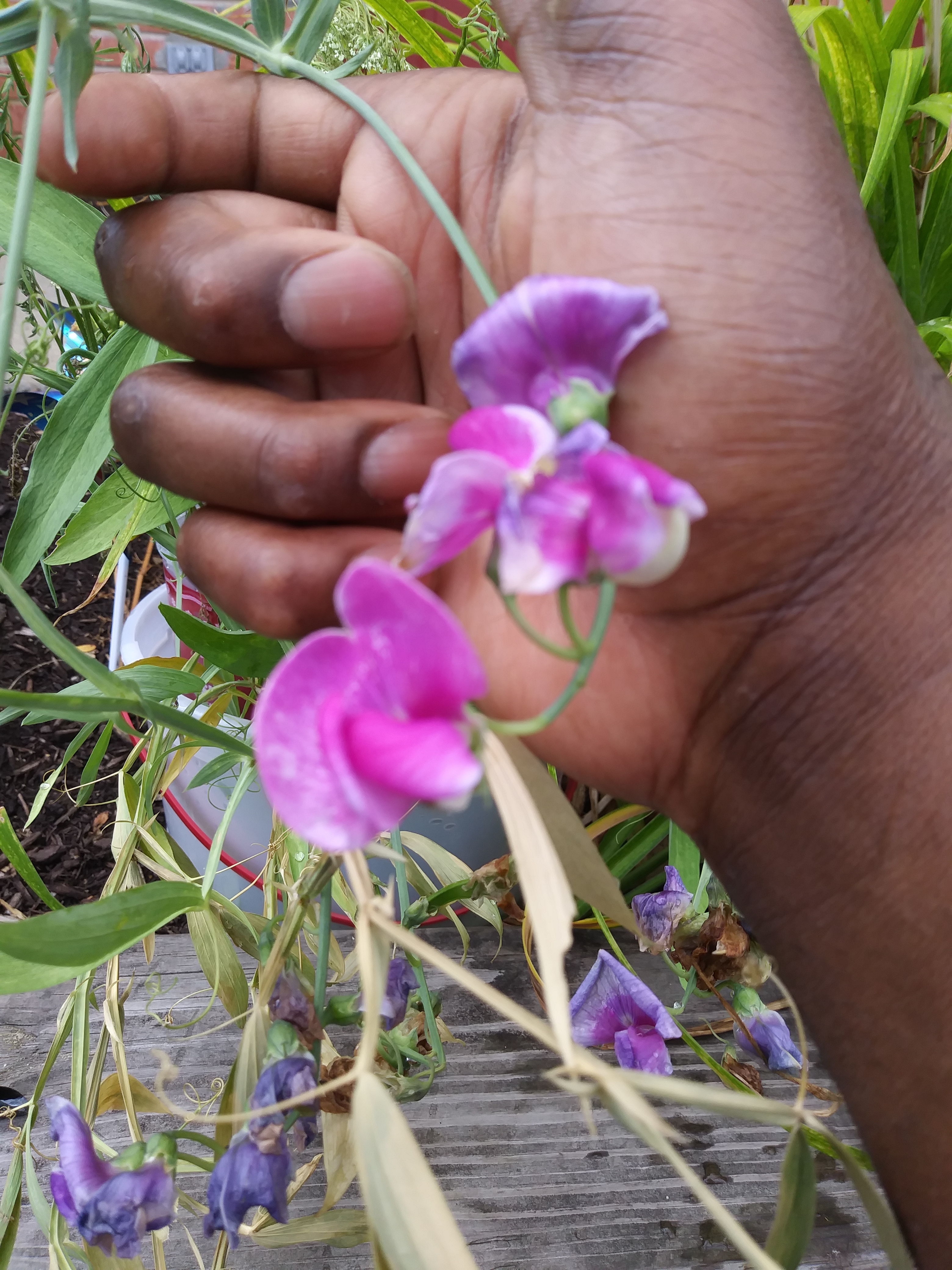 Flowering Grass Vine Likely Weed Identification 473781 Ask Extension