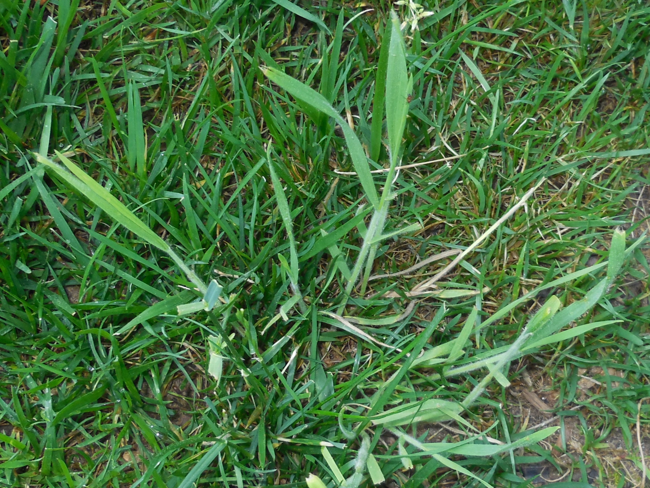 Is this rye grass? #457032 - Ask Extension