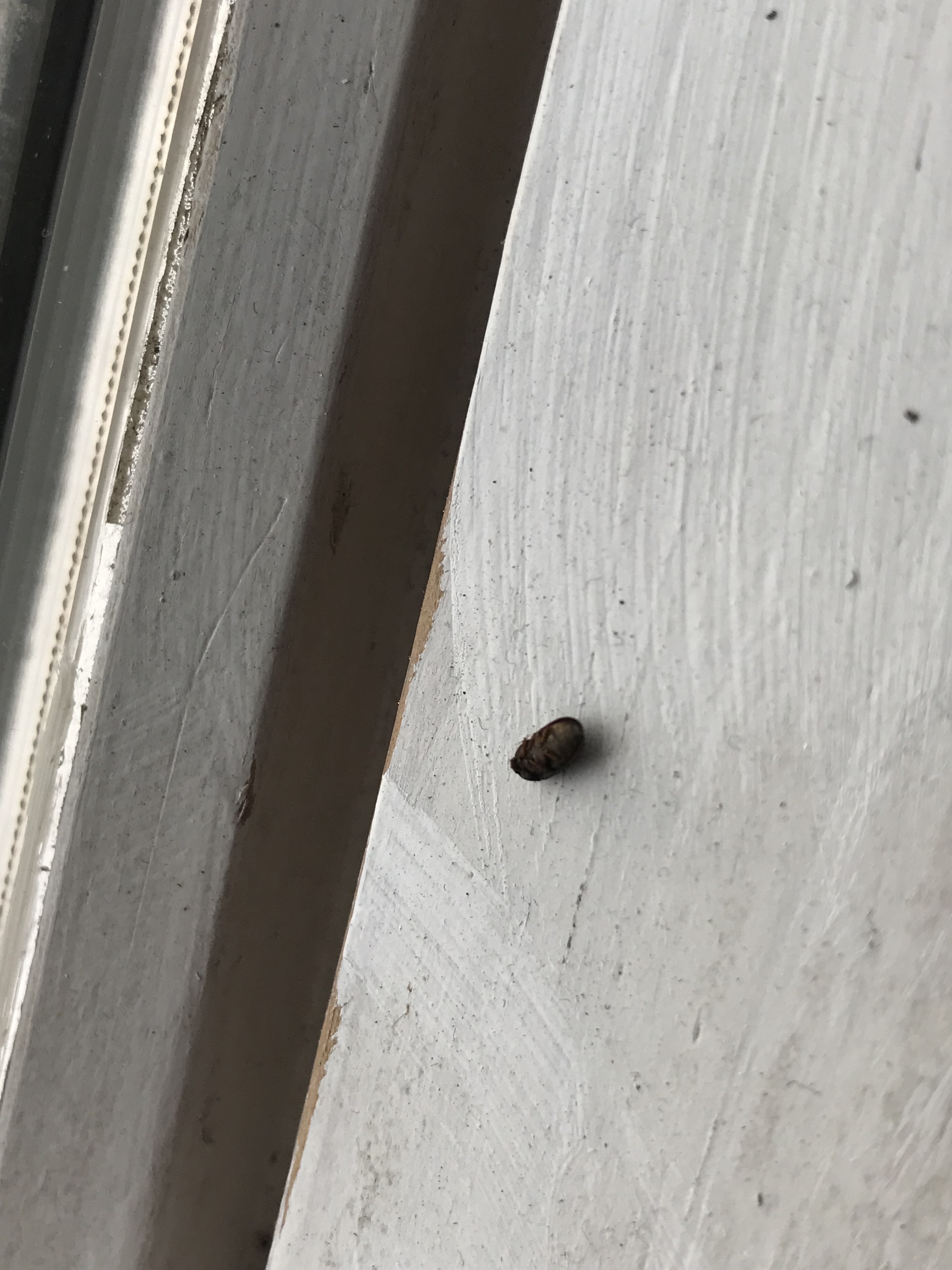 Bugs by the window sill. HELP!!! #464067 - Ask Extension