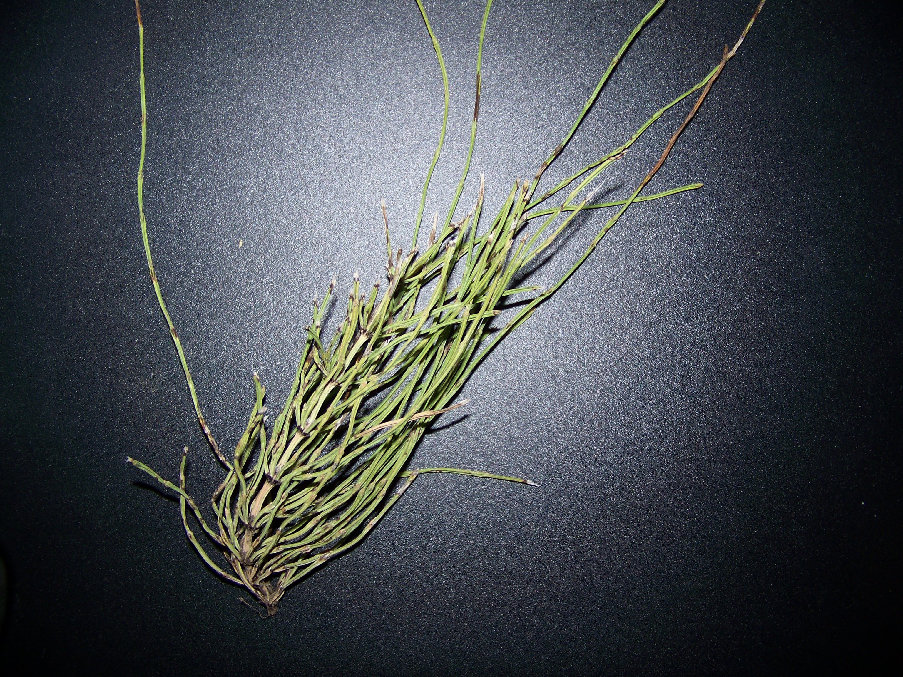 Weed That Looks Like Pine Needles 468979 Ask Extension