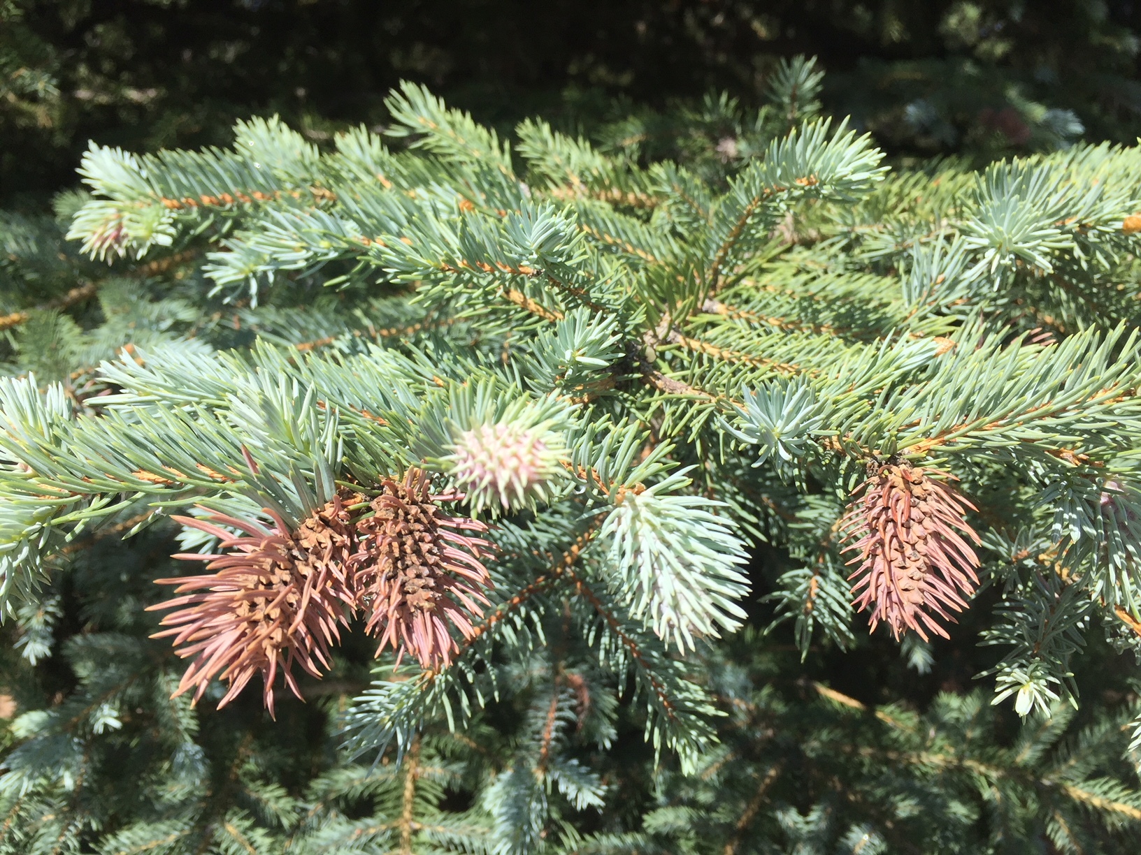 Tips on mature blue spruce turning brown #463249 - Ask Extension