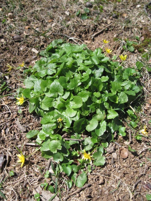 Lawn weed ID #448654 - Ask Extension