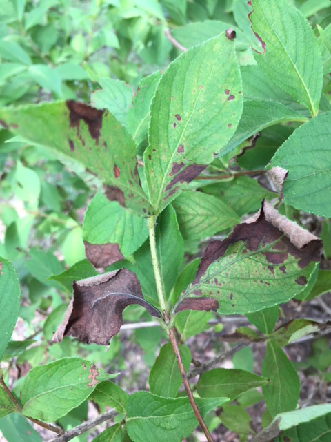 My shrubs are turning brown #473832 - Ask Extension