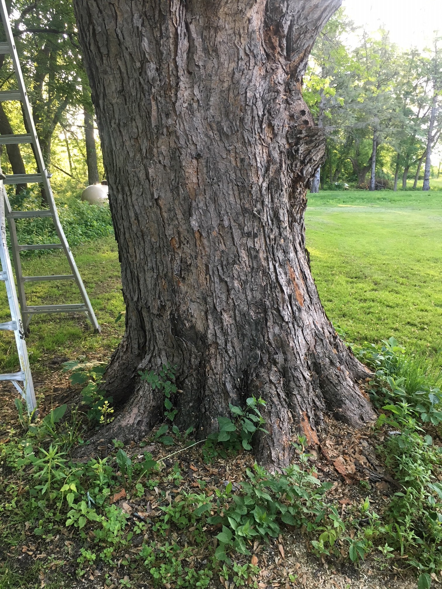 silver-maple-on-the-verge-of-life-span-460637-ask-extension