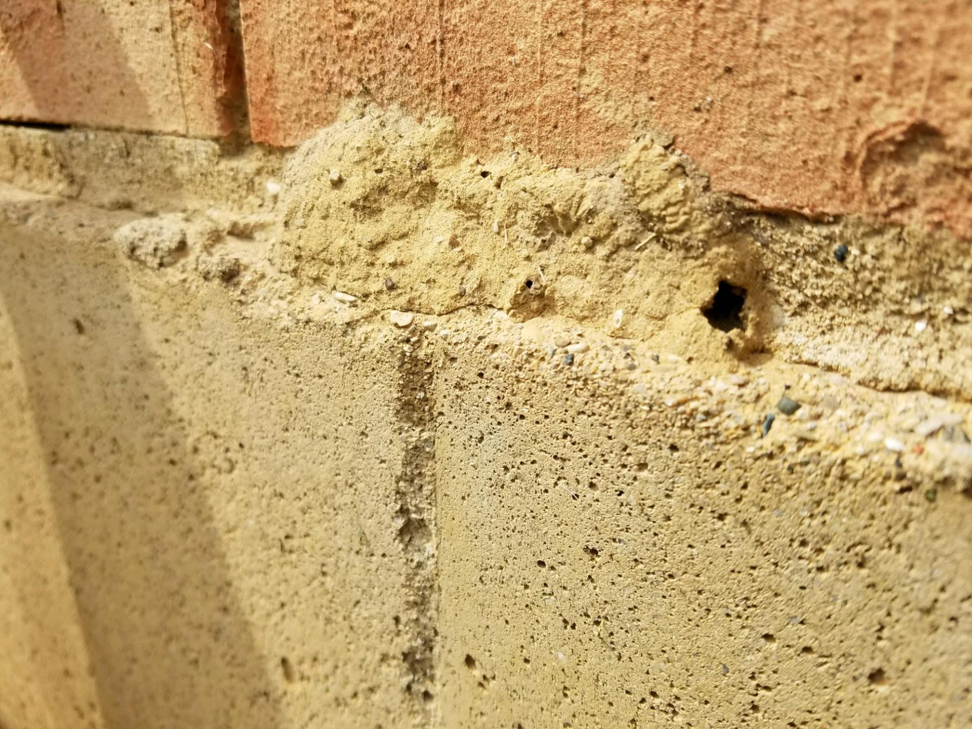 Trying to identify insect making these nests in my brick wall #393277