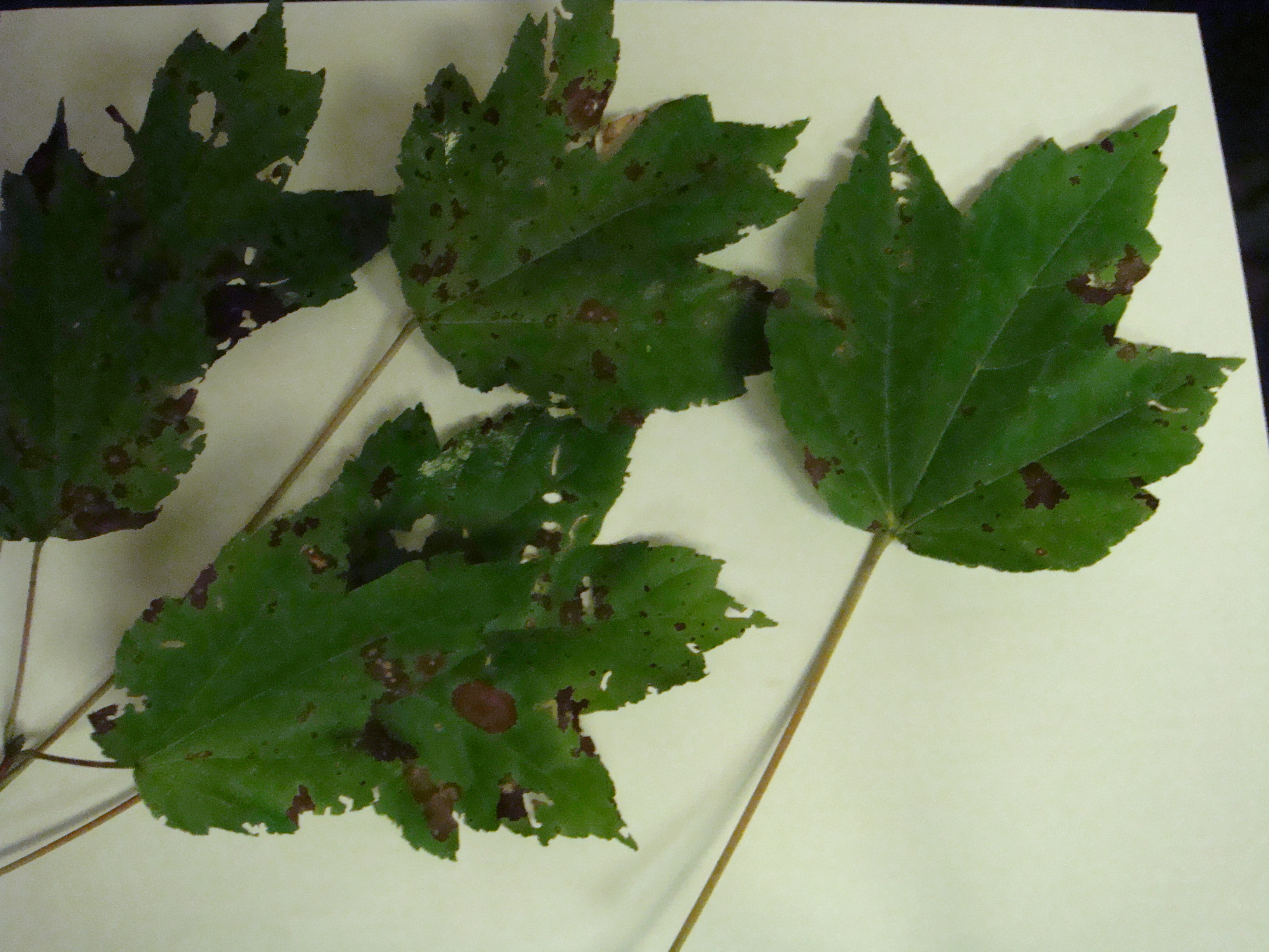 Maple leaf disease #364035 - Ask Extension