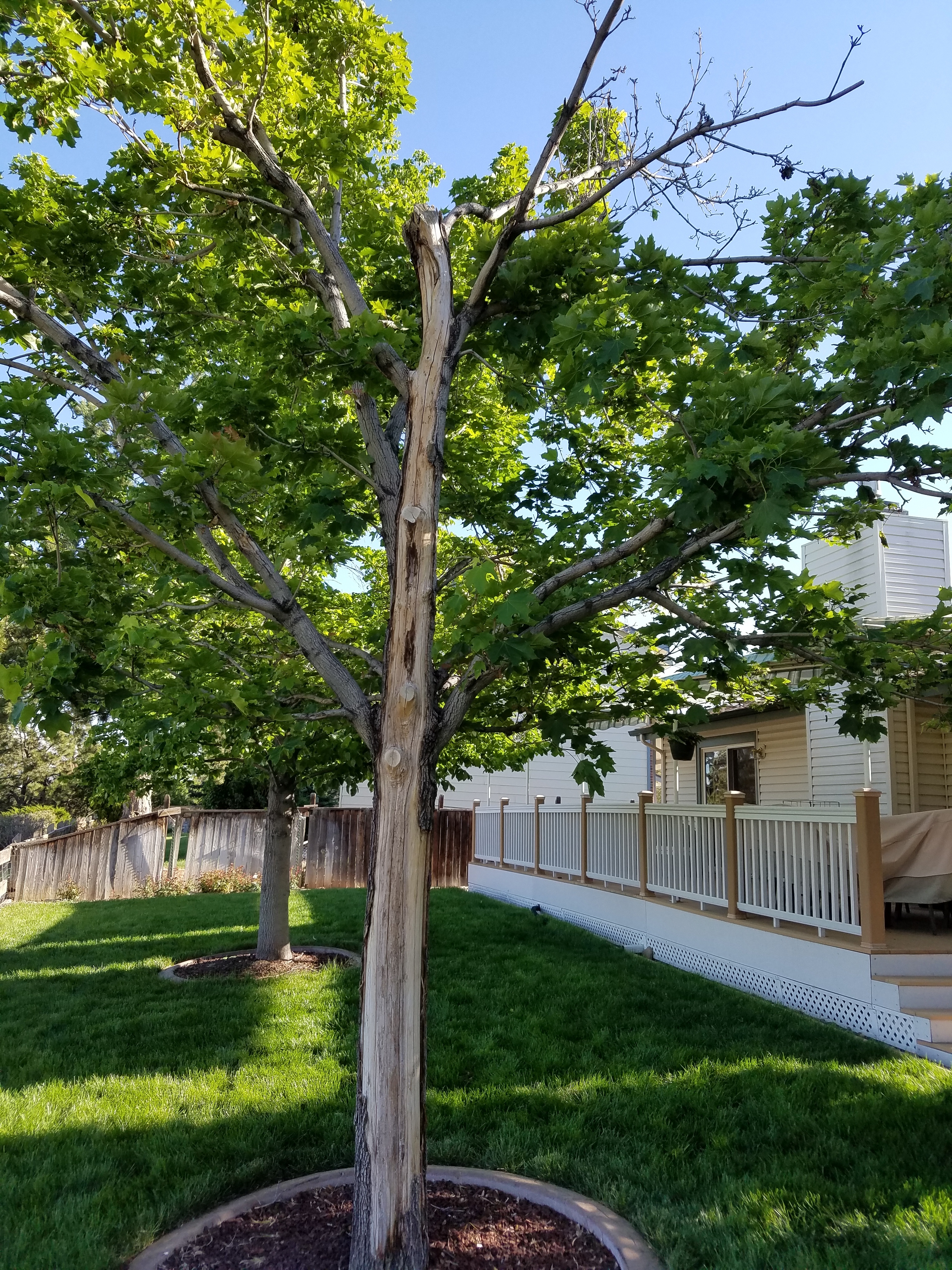 Norway Maples Losing Bark On Trunks And Some Branches And Having Some Dead Branches Ask Extension