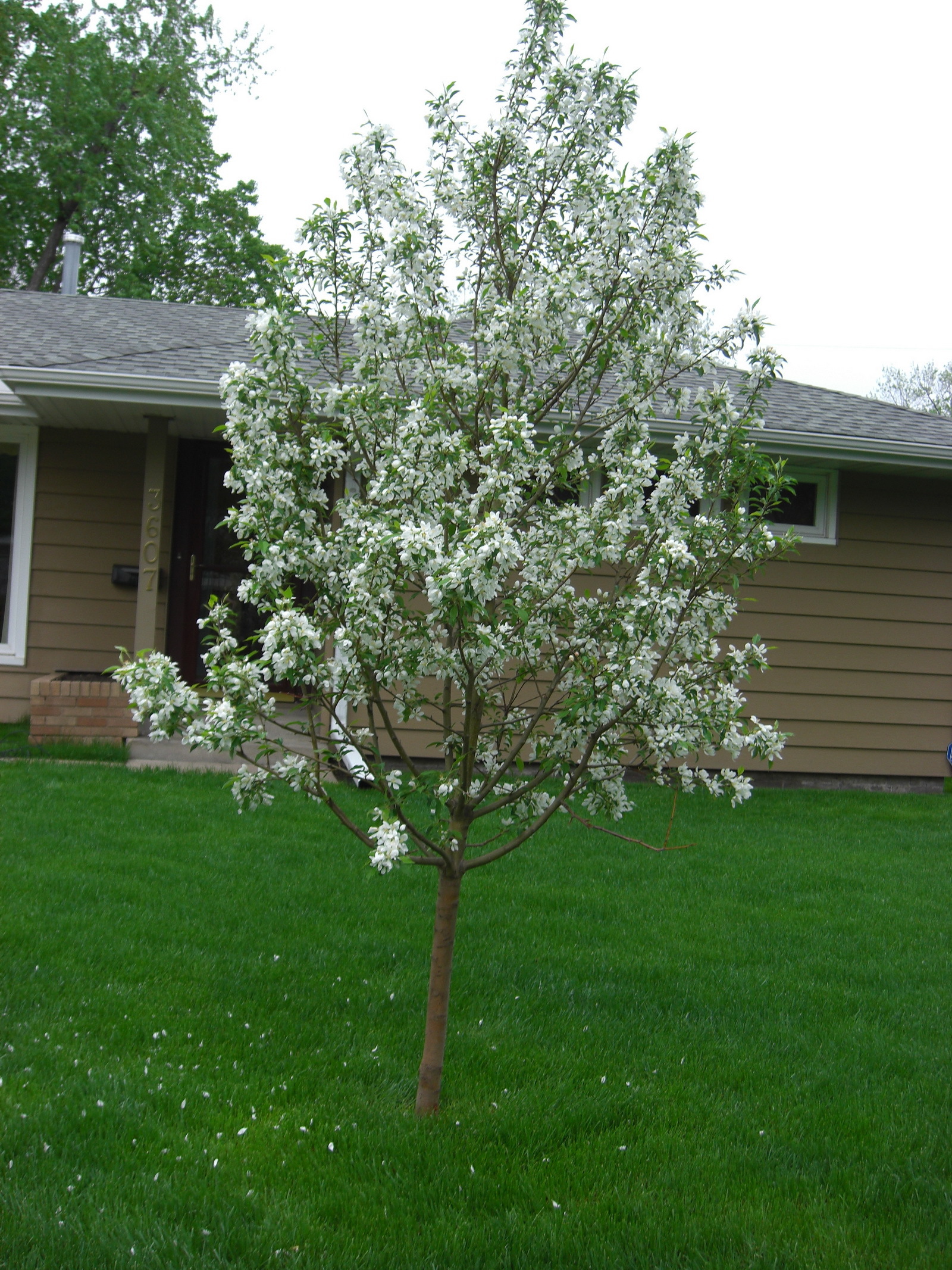 Spring Snow Crab Apple Tree Planted Oct 12 Ask Extension