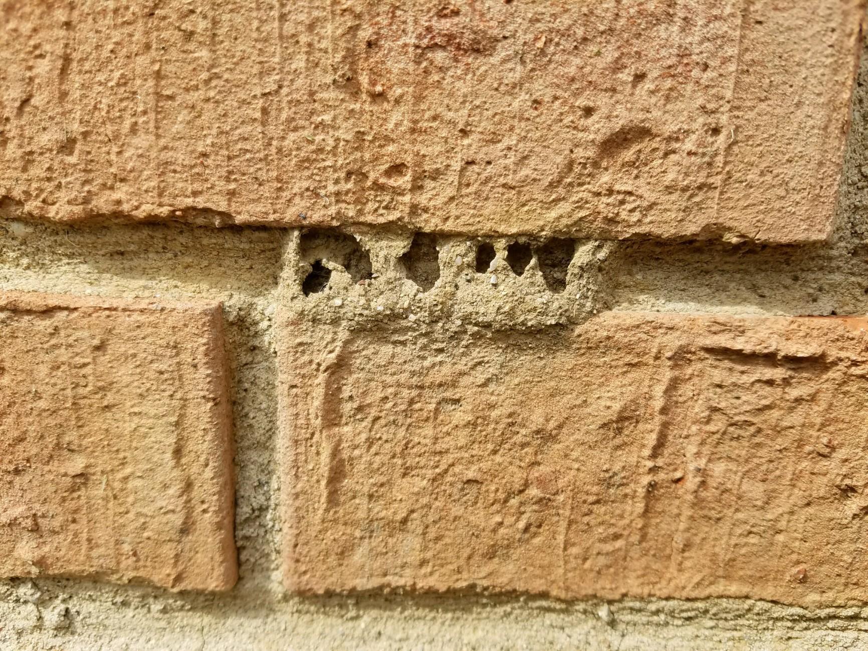 Trying to identify insect making these nests in my brick wall #393277 ...