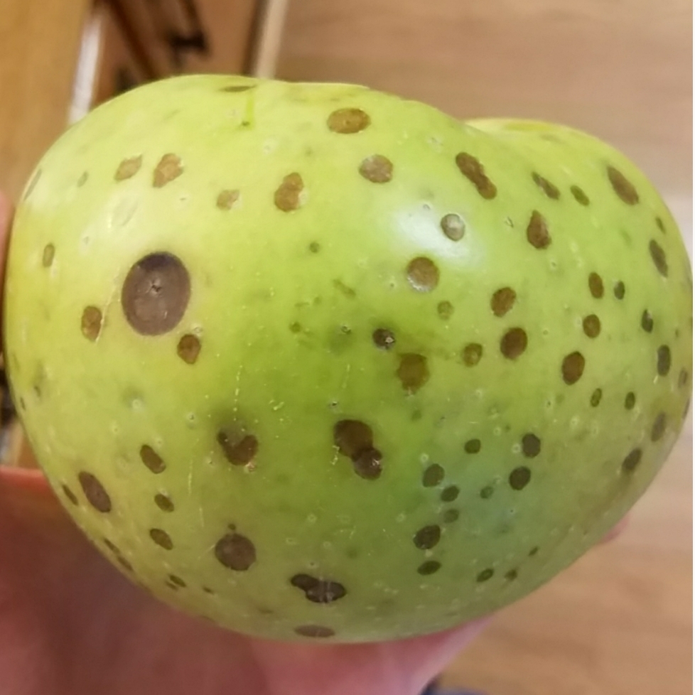 Is this Apple safe to eat? #423117 - Ask Extension