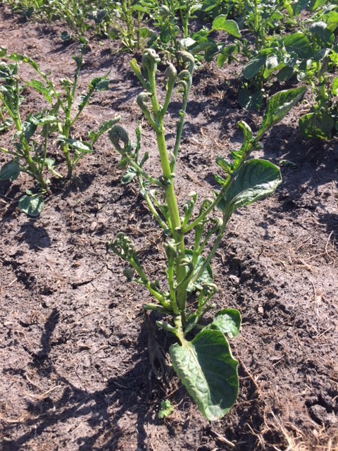 Potato Leaves Curling Tight 460300 Ask Extension