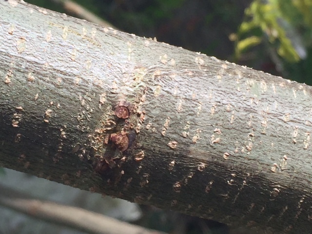 Something is killing my Mimosa tree #363671 - Ask Extension