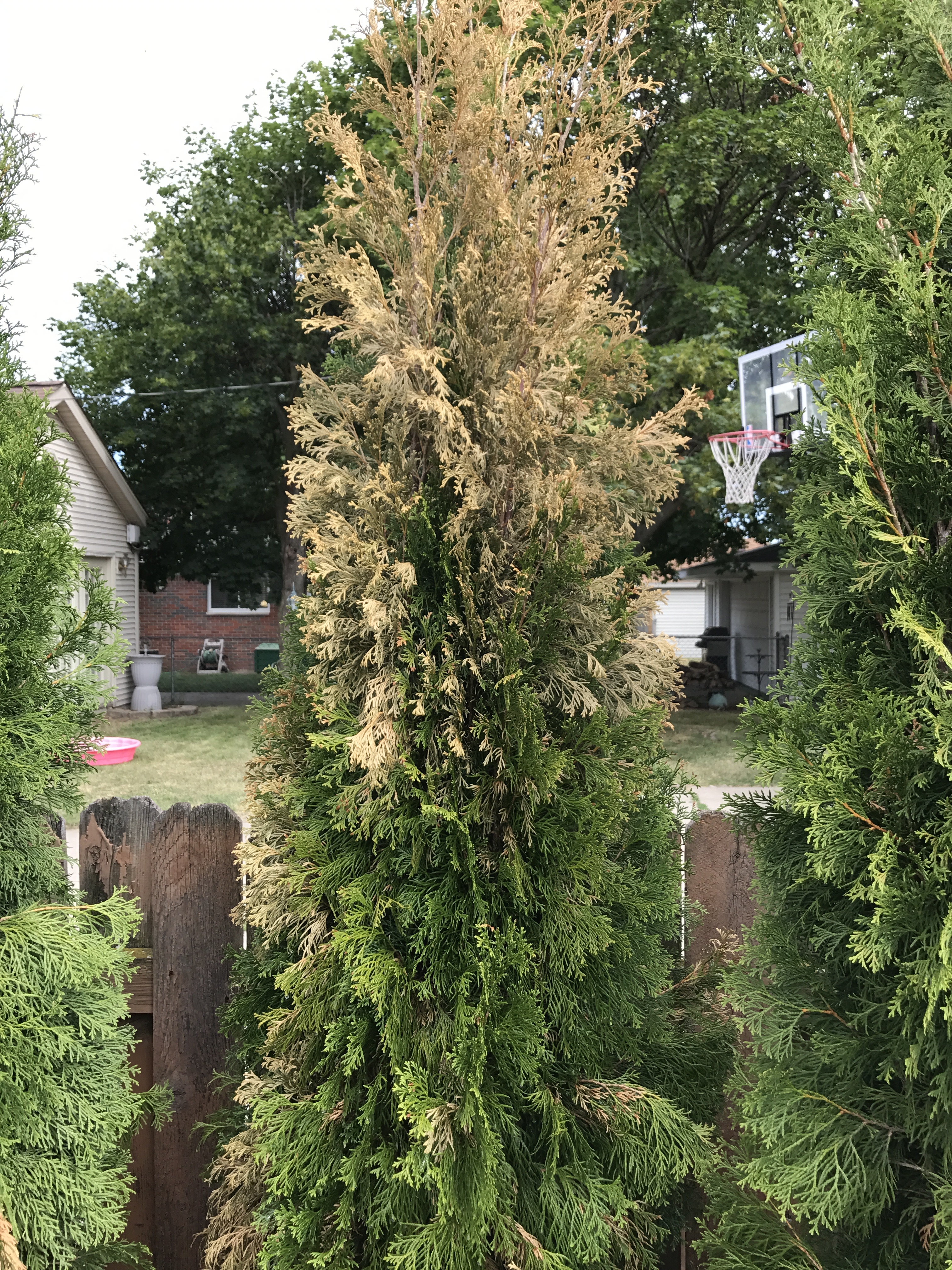 What Is Wrong With My Arborvitae 412160 Ask Extension