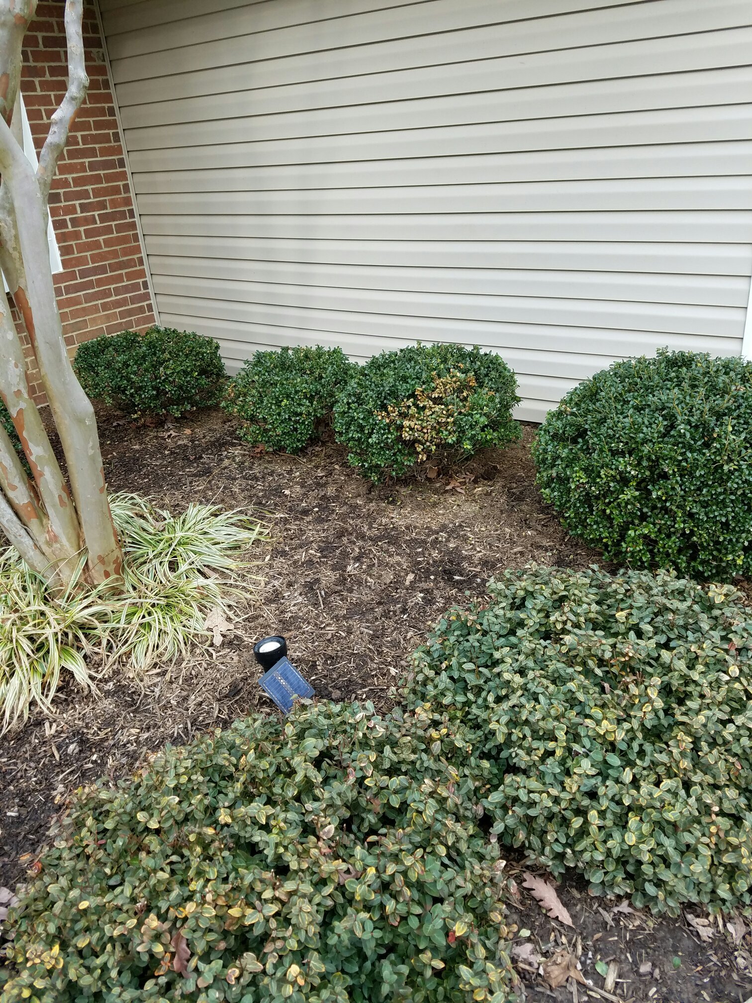 Sudden browning on ornamental shrubs #383232 - Ask Extension