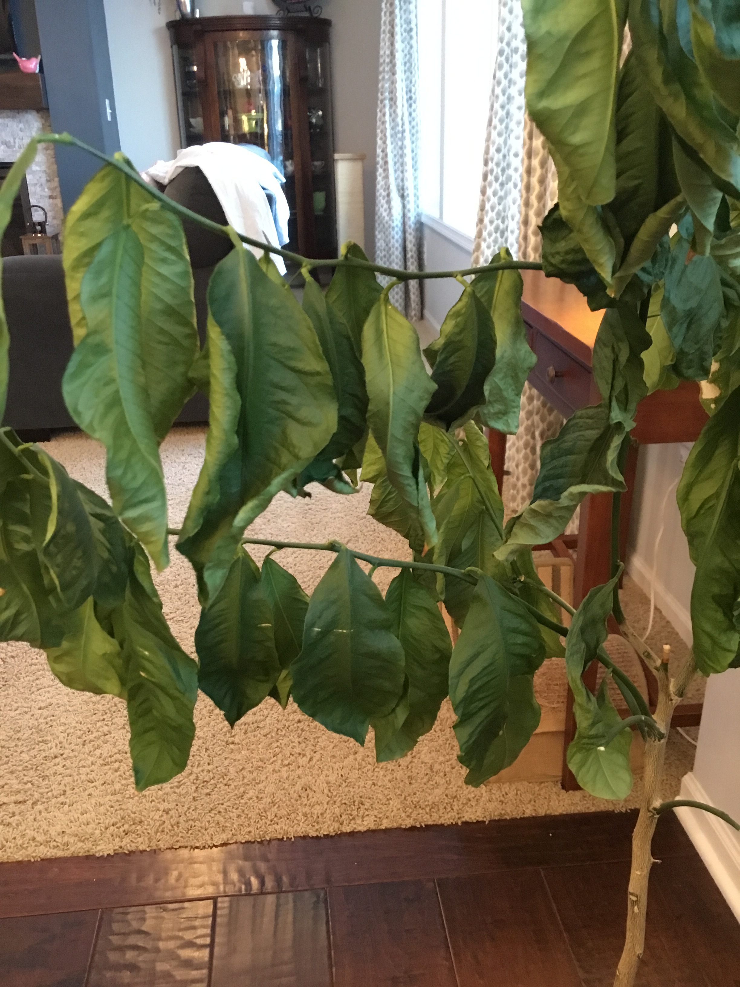 Indoor Lemon Tree Leaves Suddenly All Dried Up 439829 Ask Extension