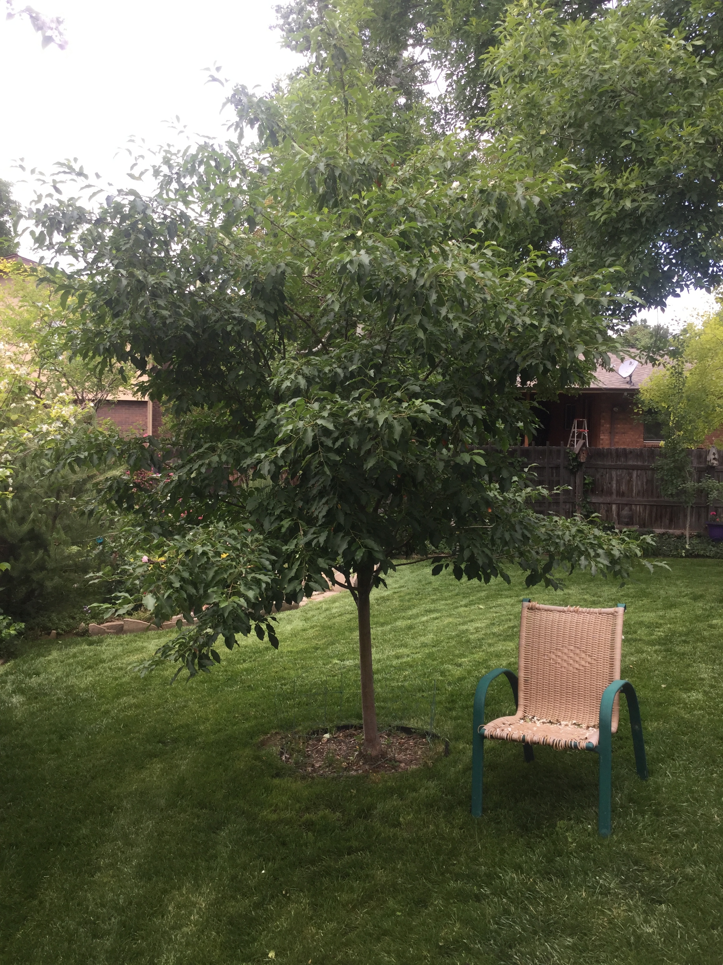 Pruning A Spring Snow Crabapple Tree Ask Extension