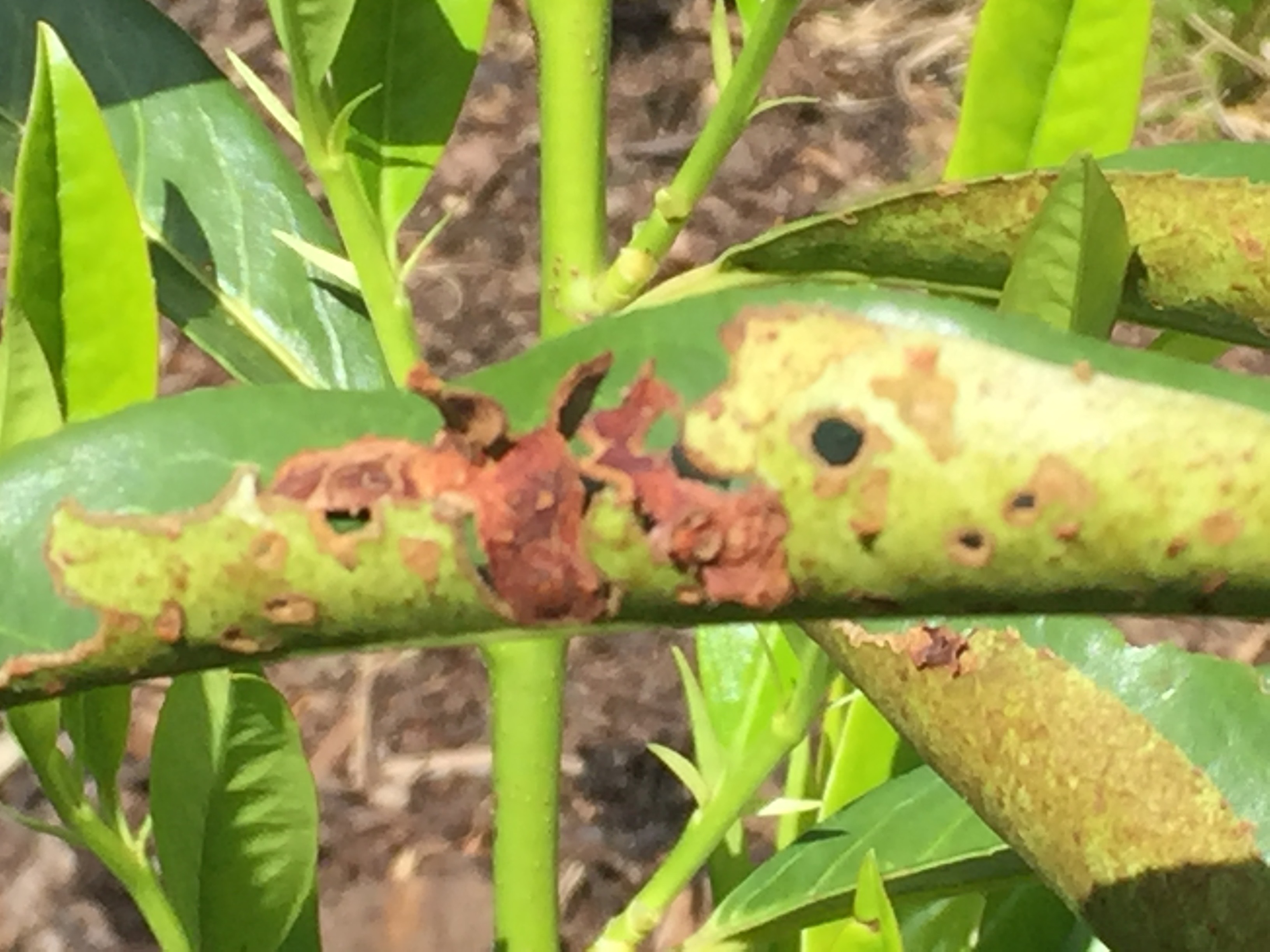 Disease on leaves of a skip laurel #398812  Ask Extension