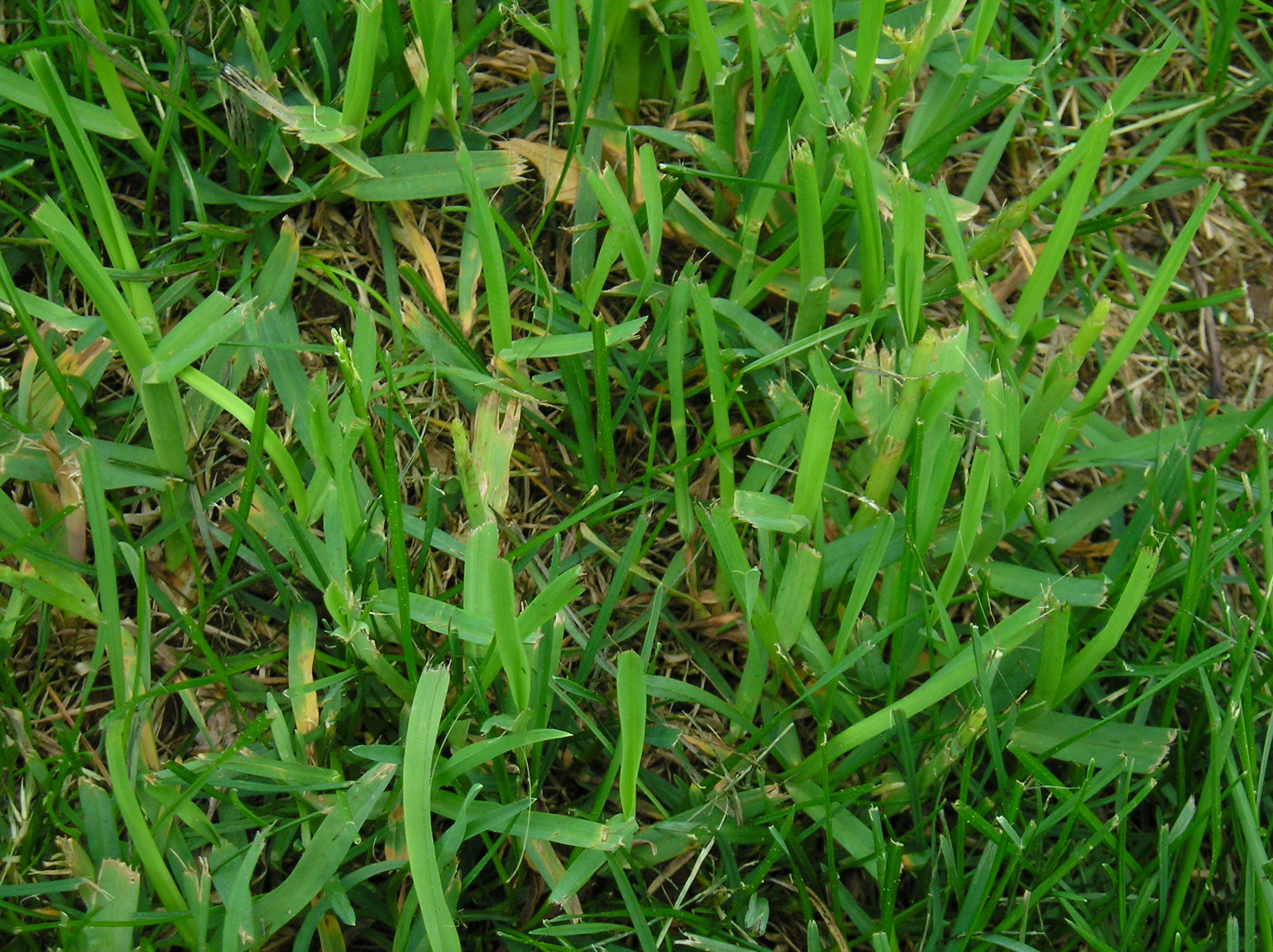 lawn-grass-weed-identification-397318-ask-extension