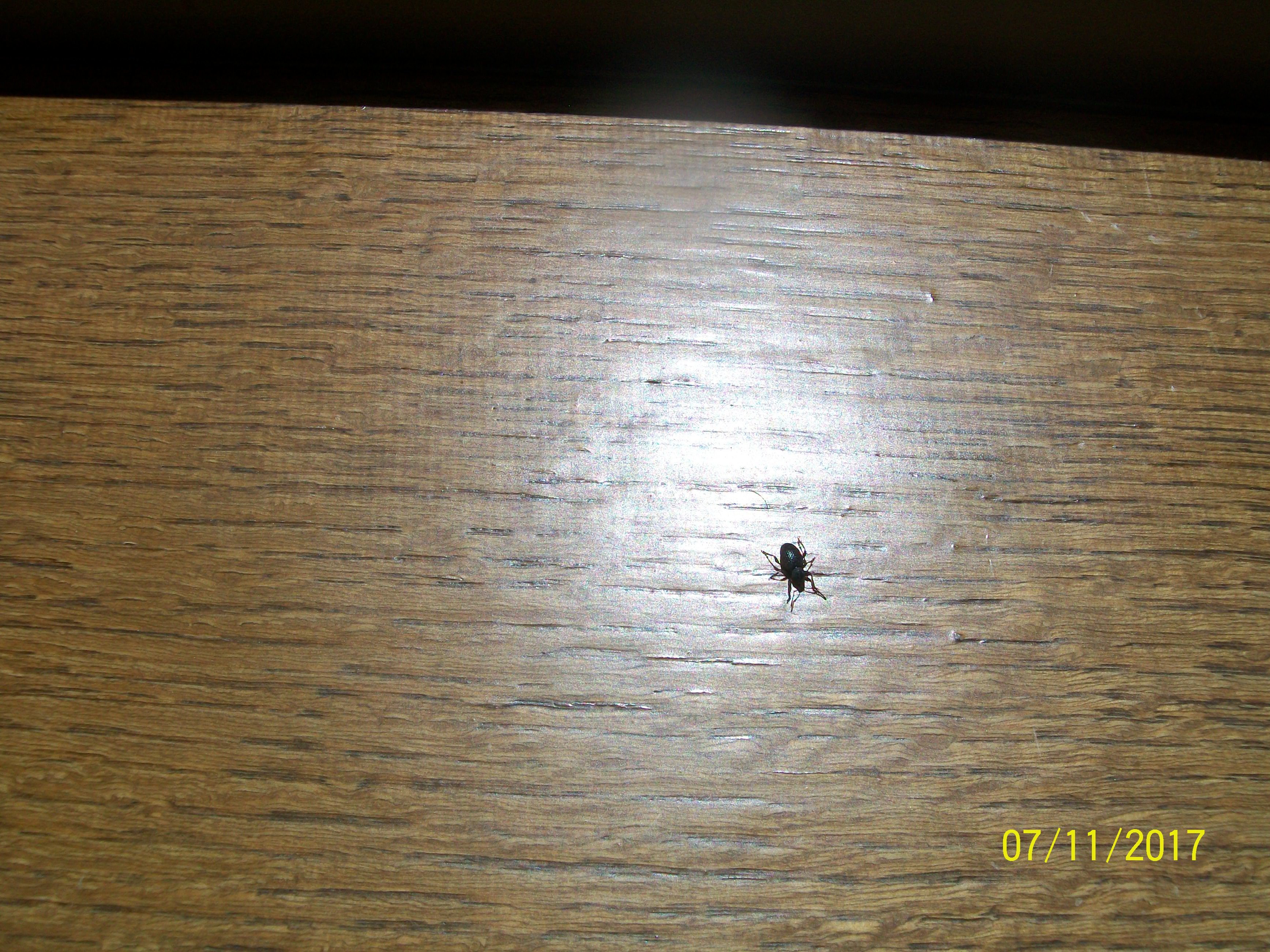 Black bugs in my condo #413499 - Ask Extension