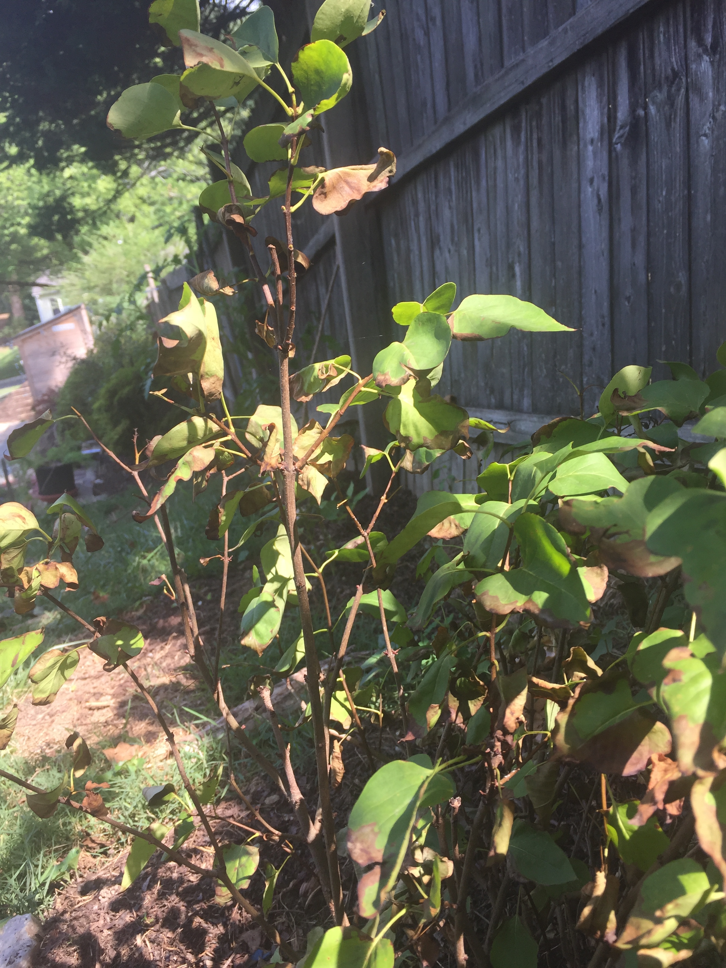 Lilac Bush Leaves