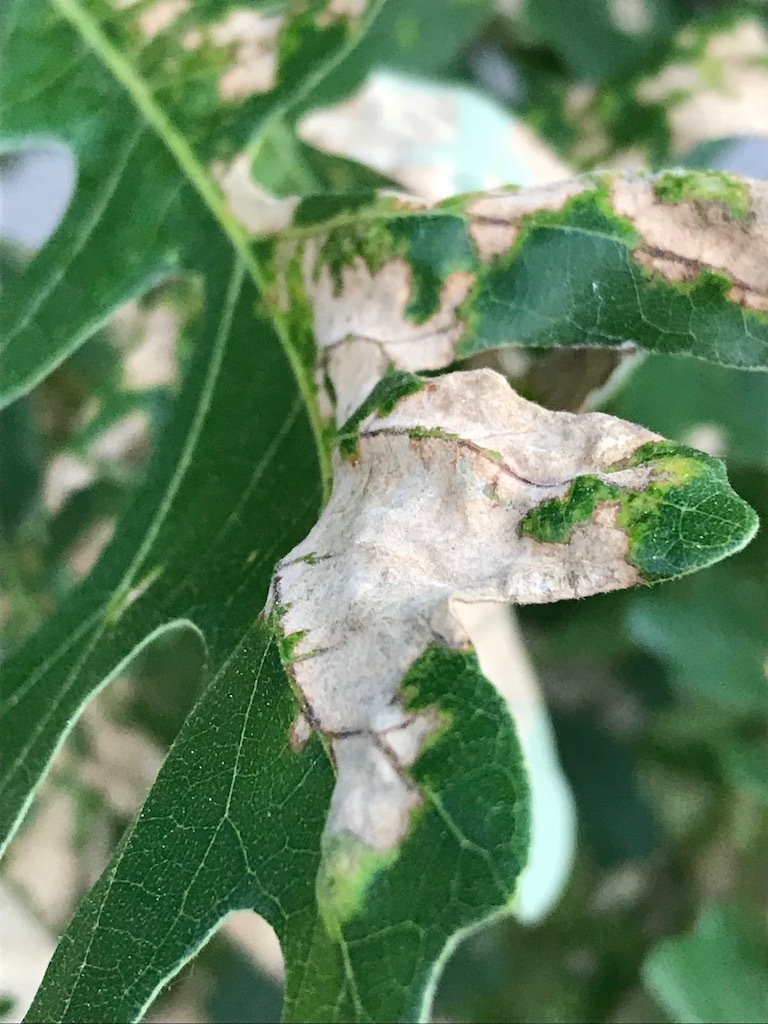 Burr oak leaf disease #464937 - Ask Extension