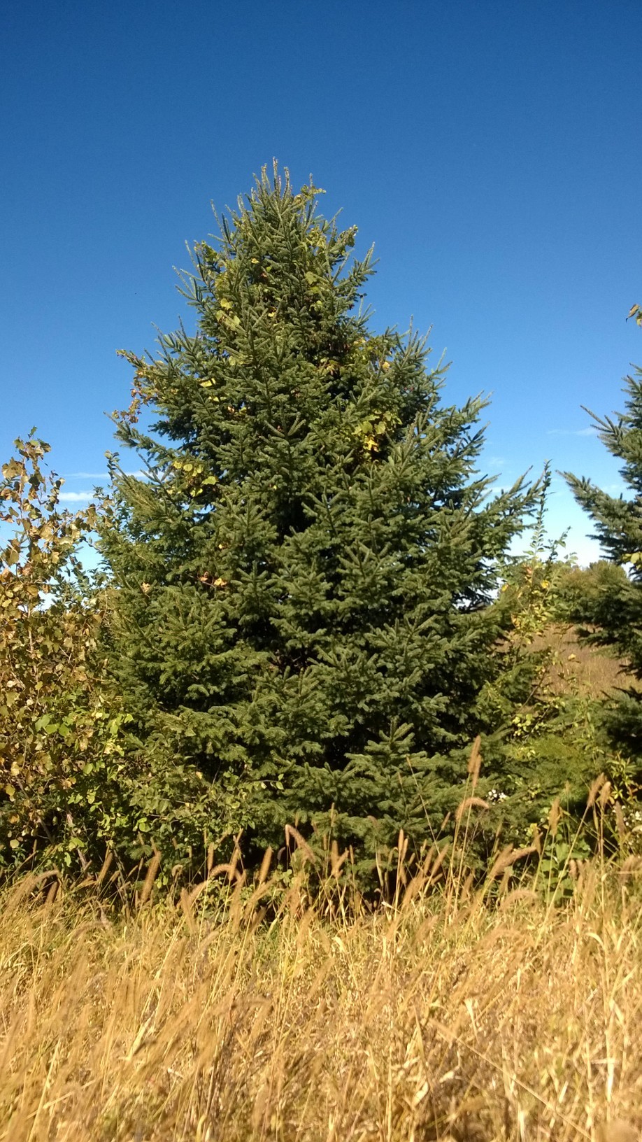 How to identify a Black Hills Spruce tree #364051 - Ask Extension