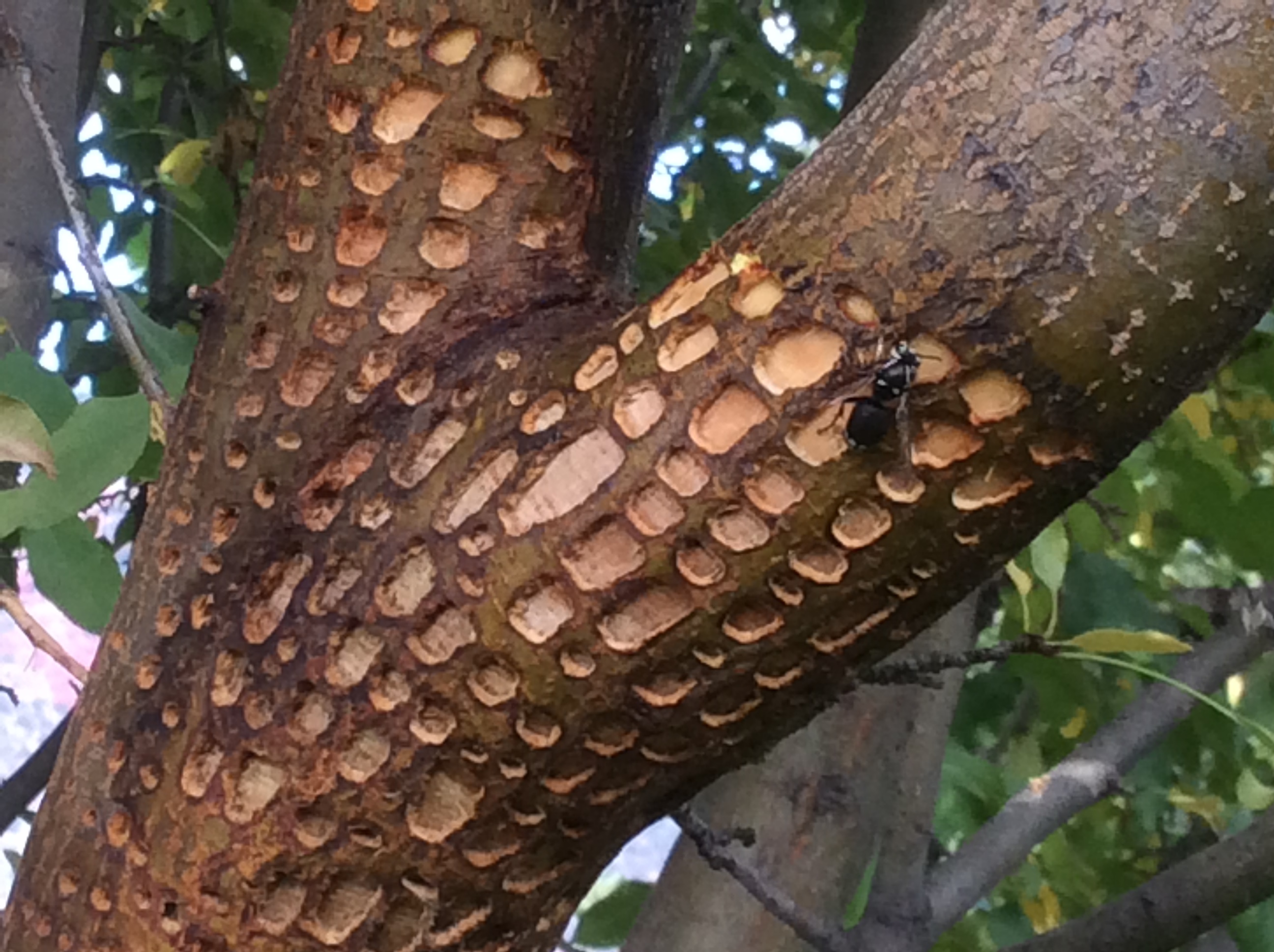 Bark eating wasp #364059 - Ask Extension